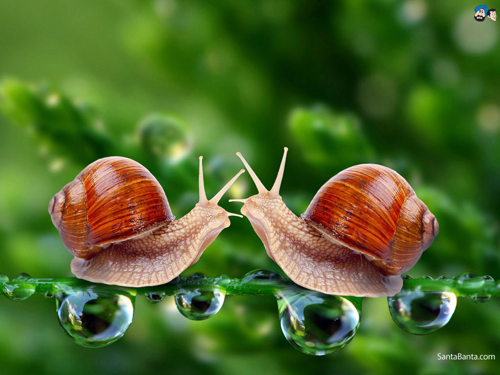 Snails - Snail Hd - HD Wallpaper 