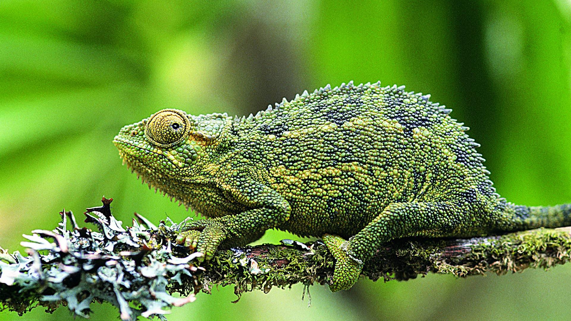 Hd Lizard Wallpaper Albums - Chameleon Pronunciation - HD Wallpaper 