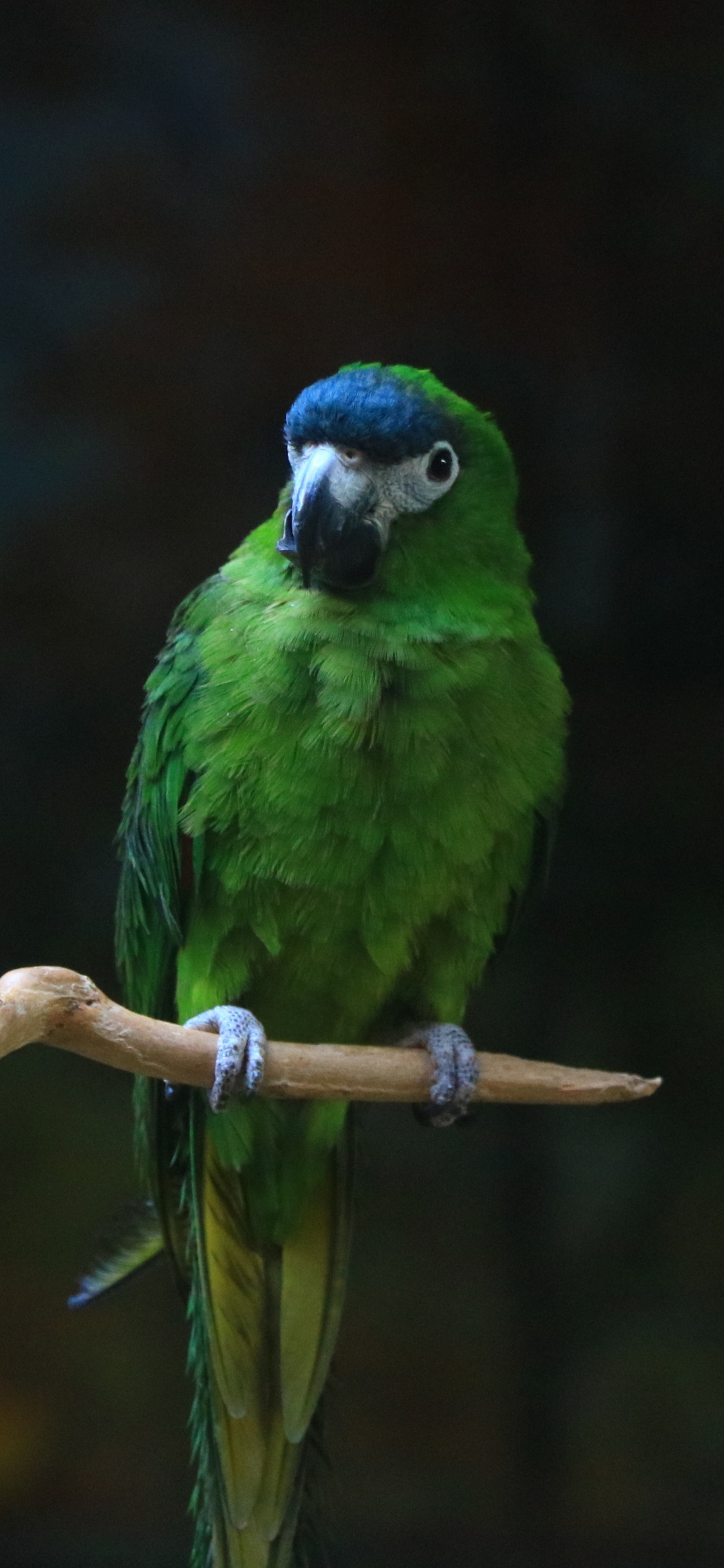 Green Parrot, Birds, Blur, Wallpaper - Loros Y Colibries - HD Wallpaper 