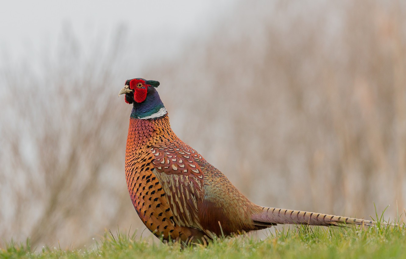 Photo Wallpaper Field, Wildlife, Pheasant - Ring-necked Pheasant - HD Wallpaper 