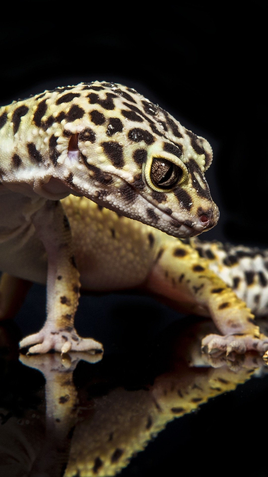 Animal Leopard Gecko - Leopard Gecko Wallpaper Iphone - HD Wallpaper 