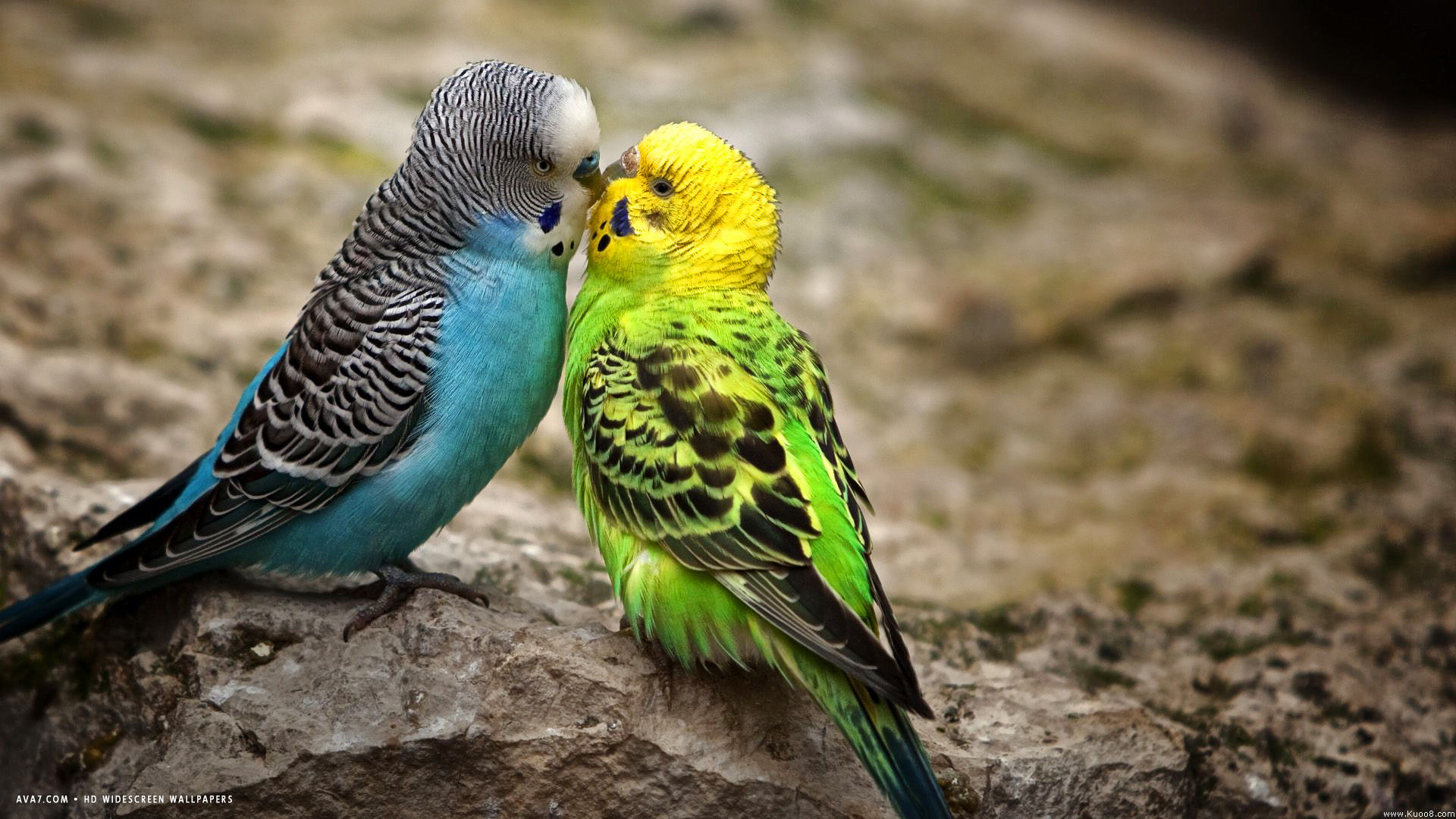 Budgie Parakeet Kiss Blue Male Green Female Birds Hd - Kissing Parrots - HD Wallpaper 