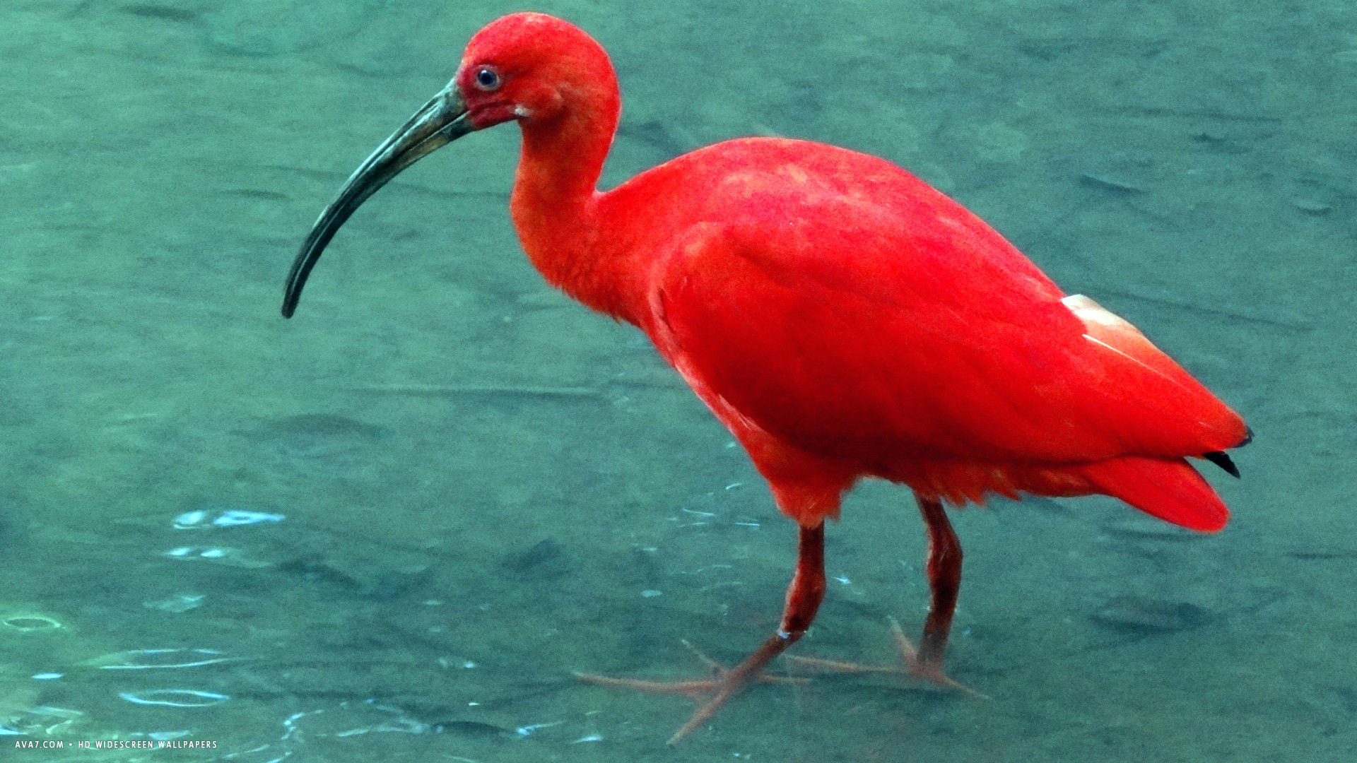 Ibis Red Bird Water Hd Widescreen Wallpaper - Bird In Water Hd - HD Wallpaper 