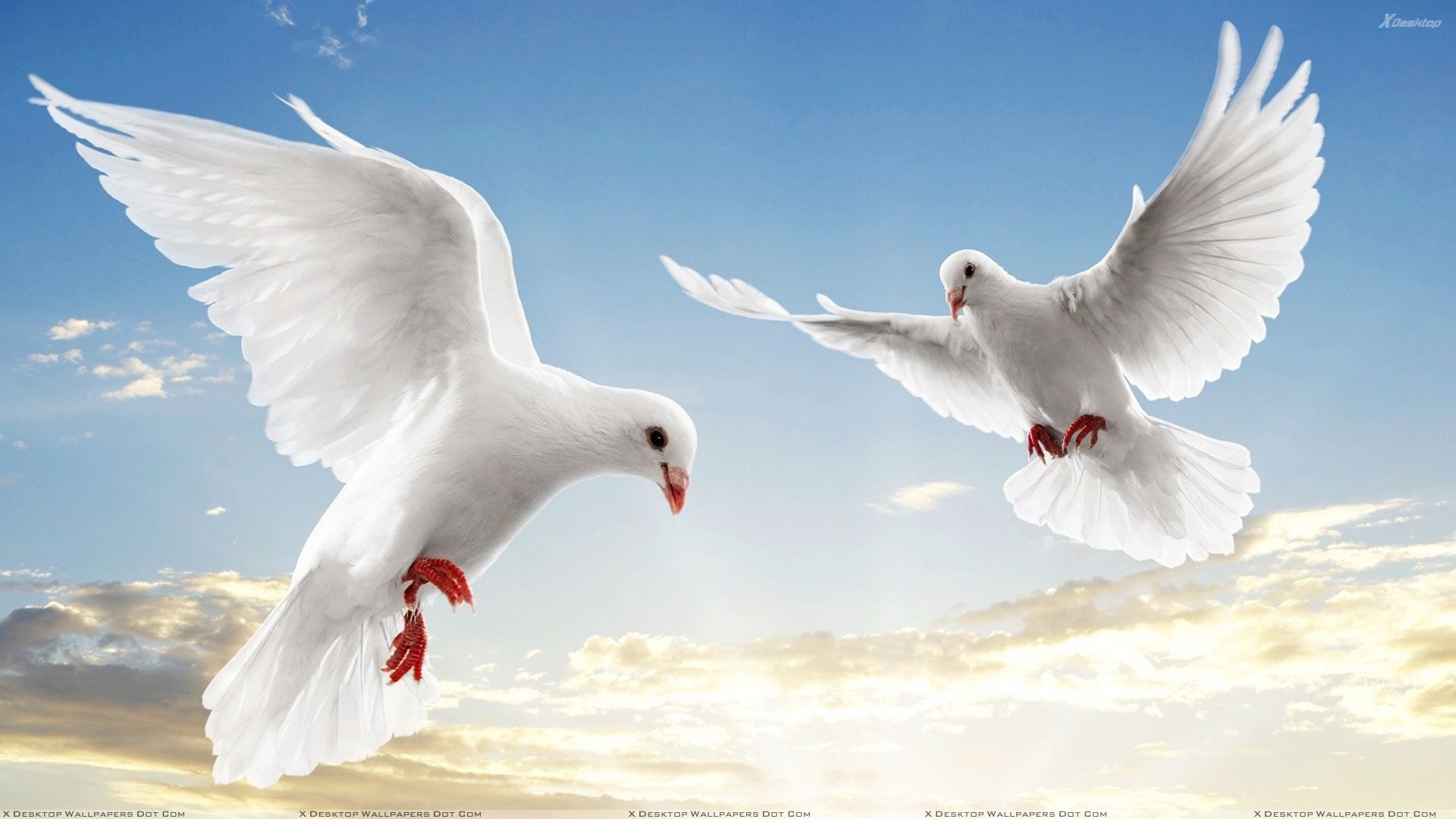 Desktop Flying Birds Wallpapers Download - Beautiful Flying Birds Hd - HD Wallpaper 