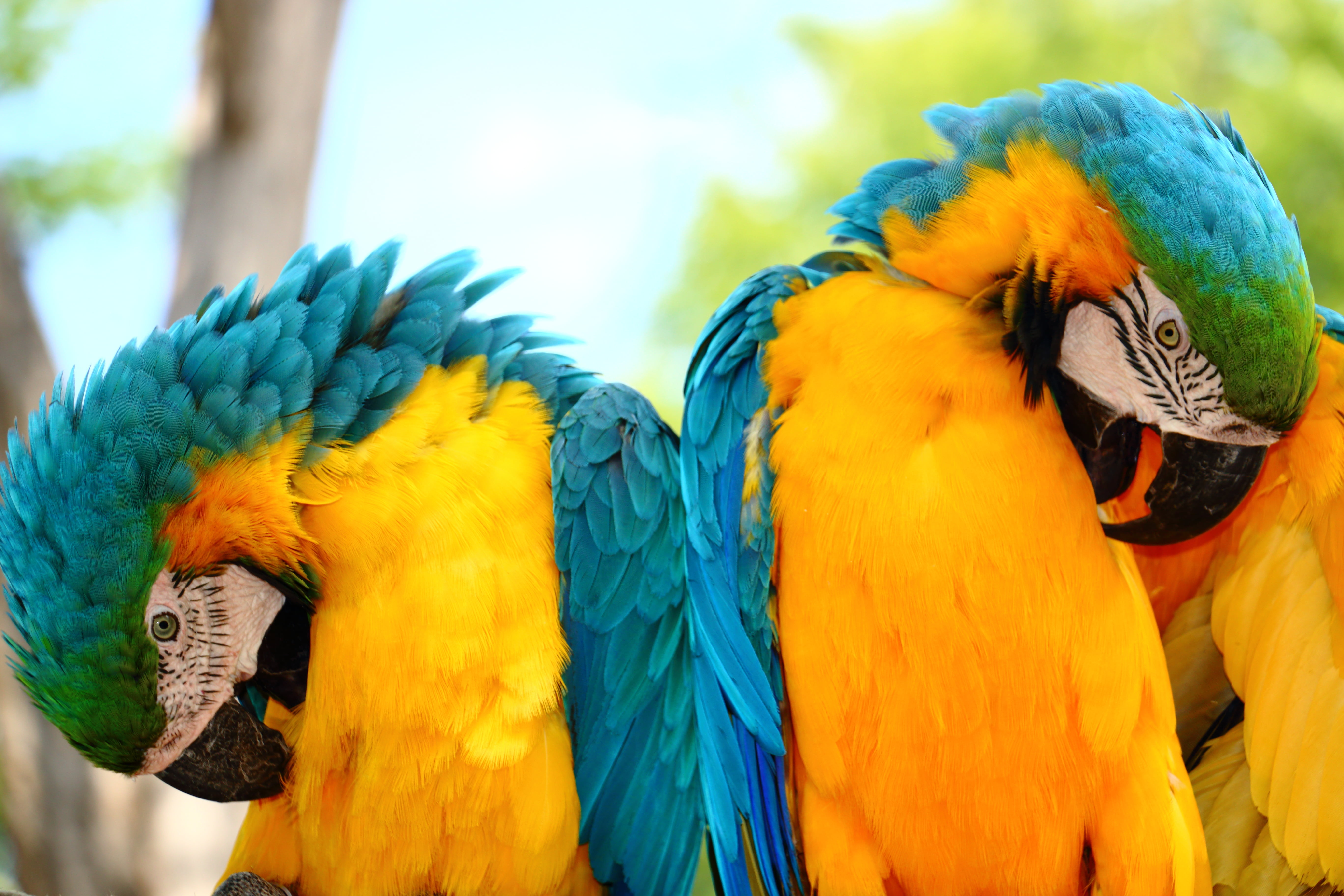 Macaw - HD Wallpaper 