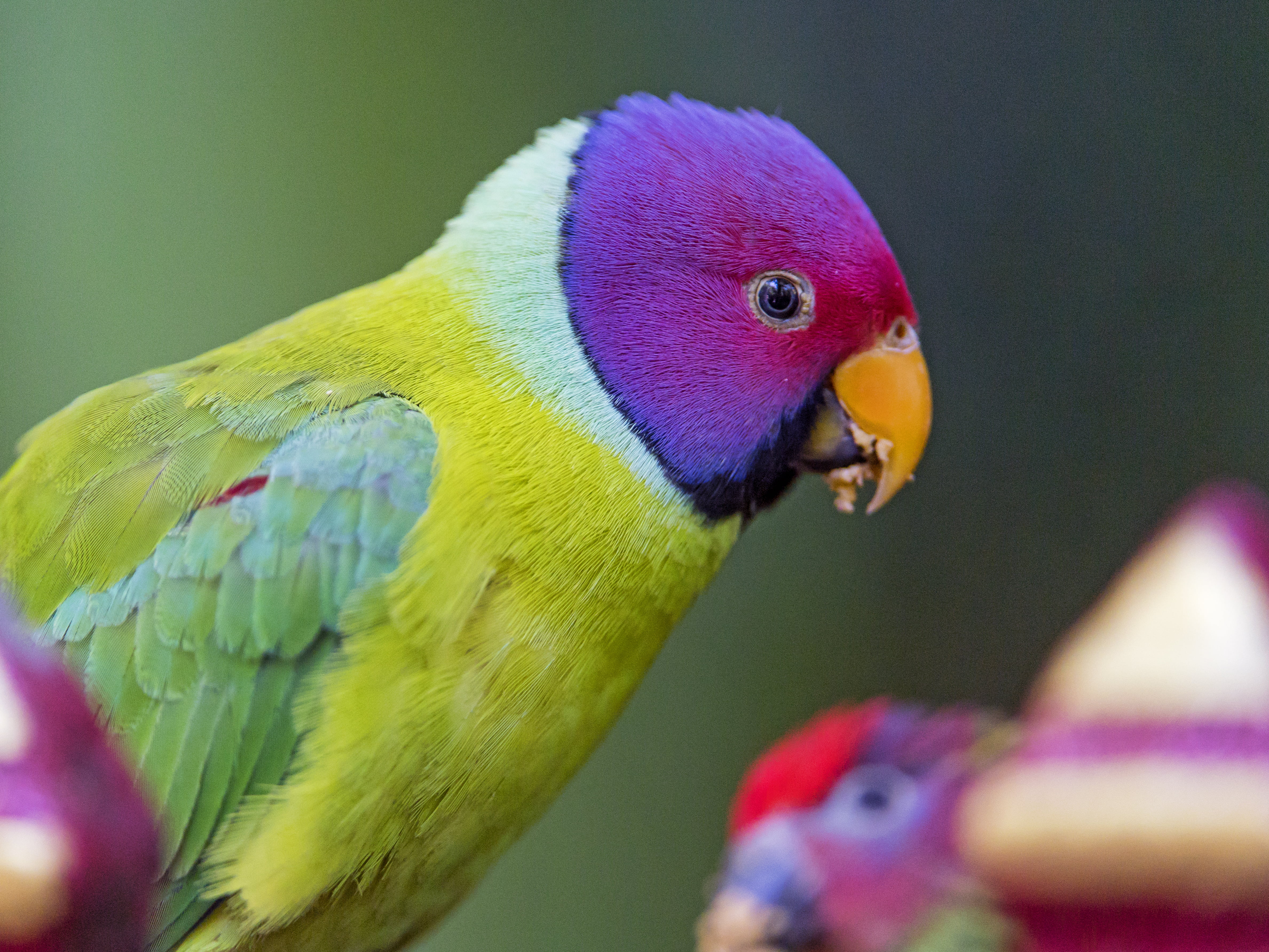 Plum Headed Parakeet Face - HD Wallpaper 
