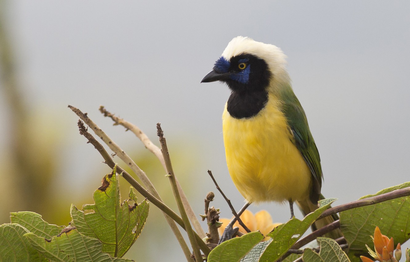 Photo Wallpaper Blue, Green, Black, White, Yellow, - Green Jay - HD Wallpaper 