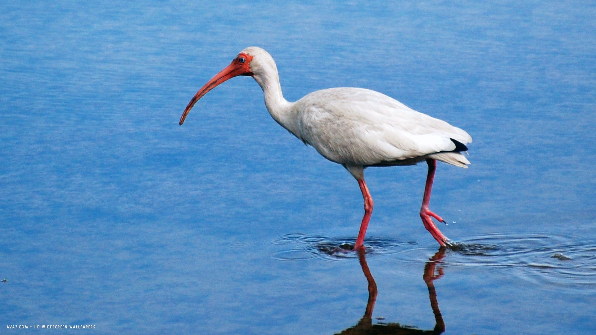 Ibis White Bird Hd Widescreen Wallpaper - Ibis - HD Wallpaper 