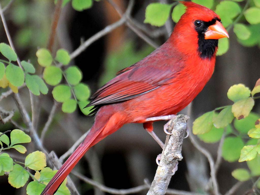 Red Cardinal Hd - HD Wallpaper 