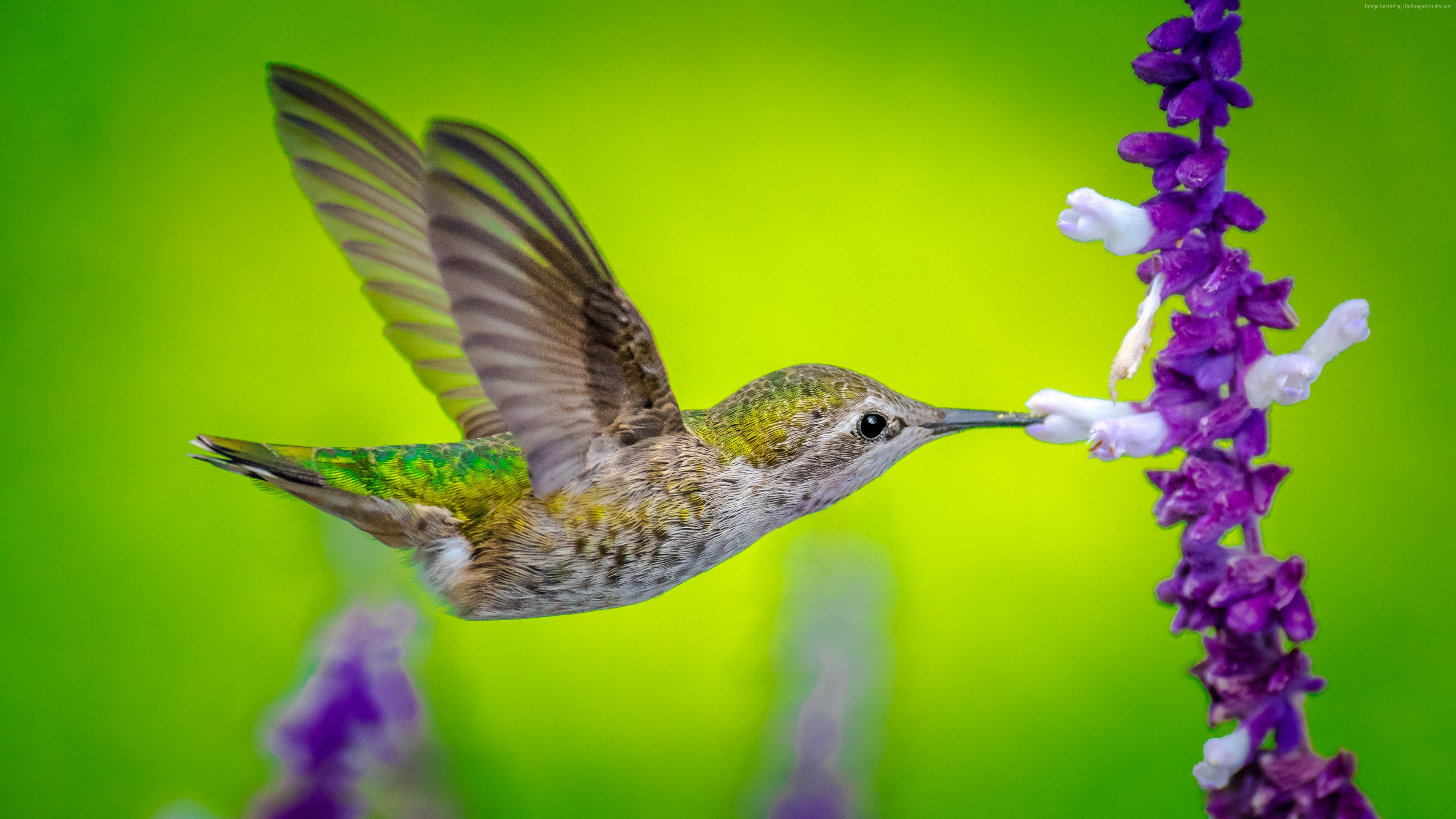 Hummingbird Hd - HD Wallpaper 