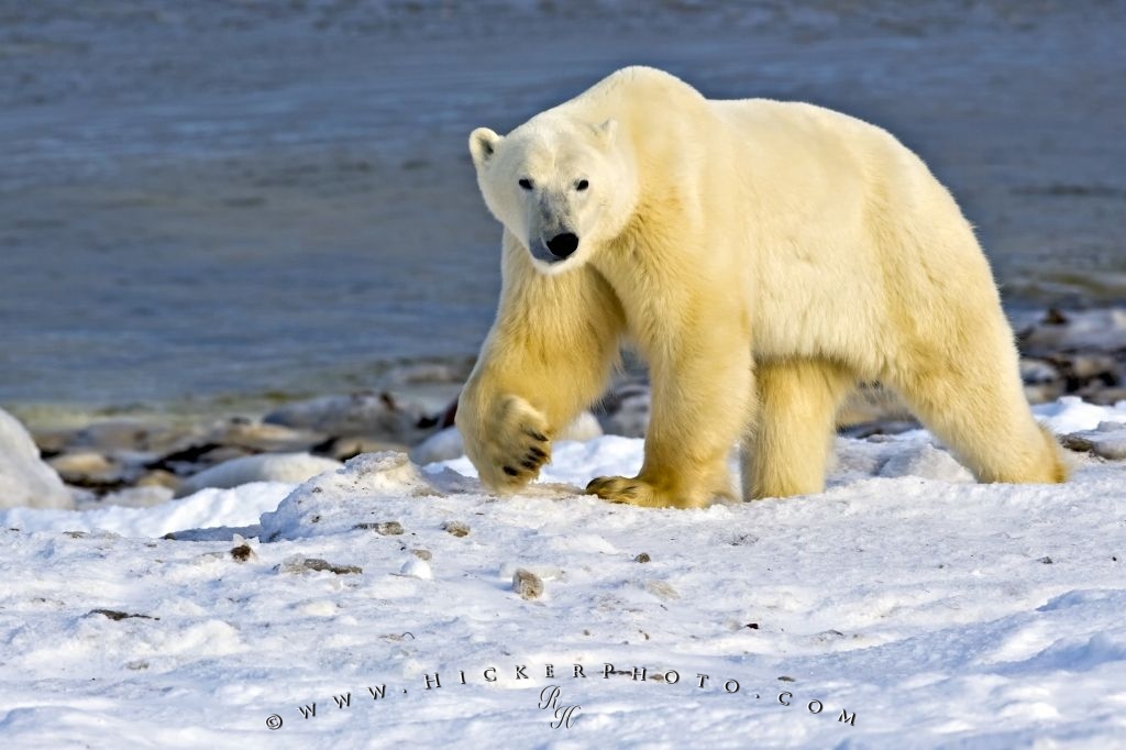 Photo Polar Bear Arctic Habitat Hudson Bay Canada - Arctic Habitat - HD Wallpaper 