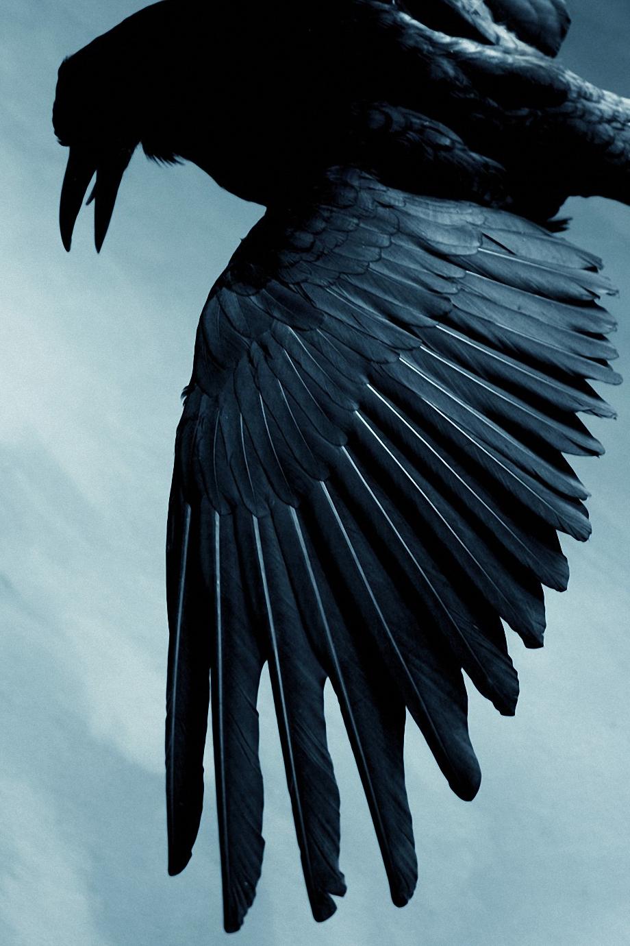 Black Raven Bird Wallpaper - Bullshit Stops When The Hammer Drops - HD Wallpaper 