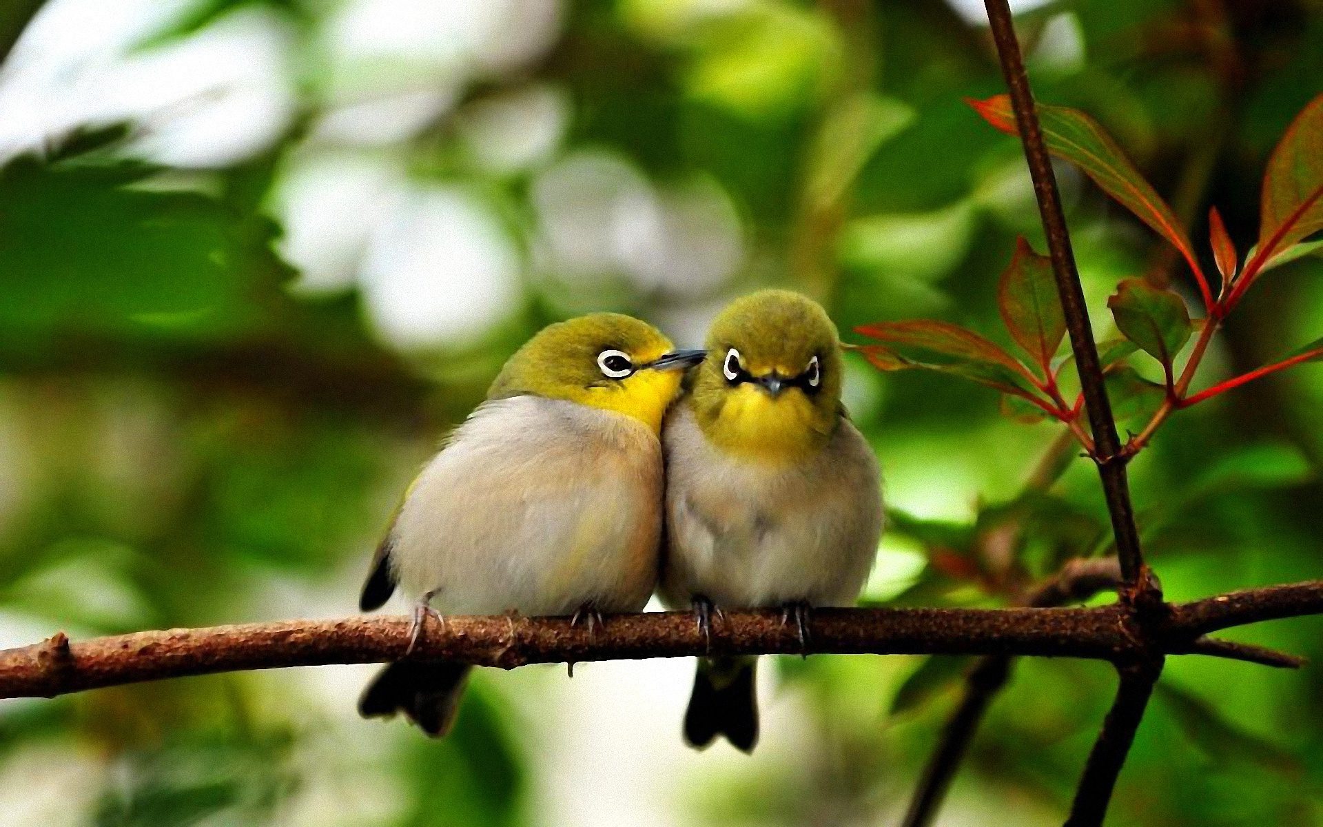 Cute Birds On A Branch - HD Wallpaper 
