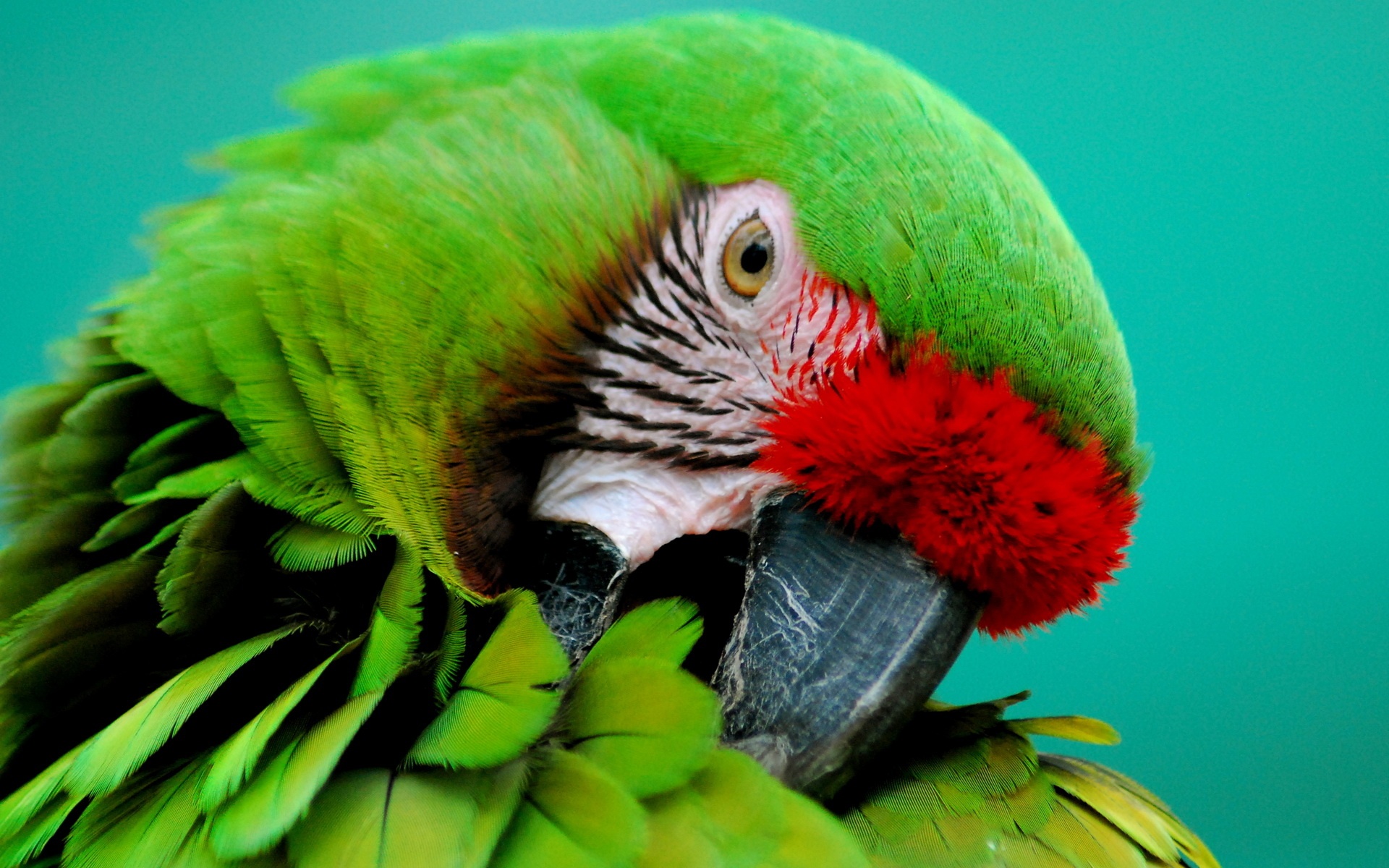 Green Parrots Full Hd - HD Wallpaper 