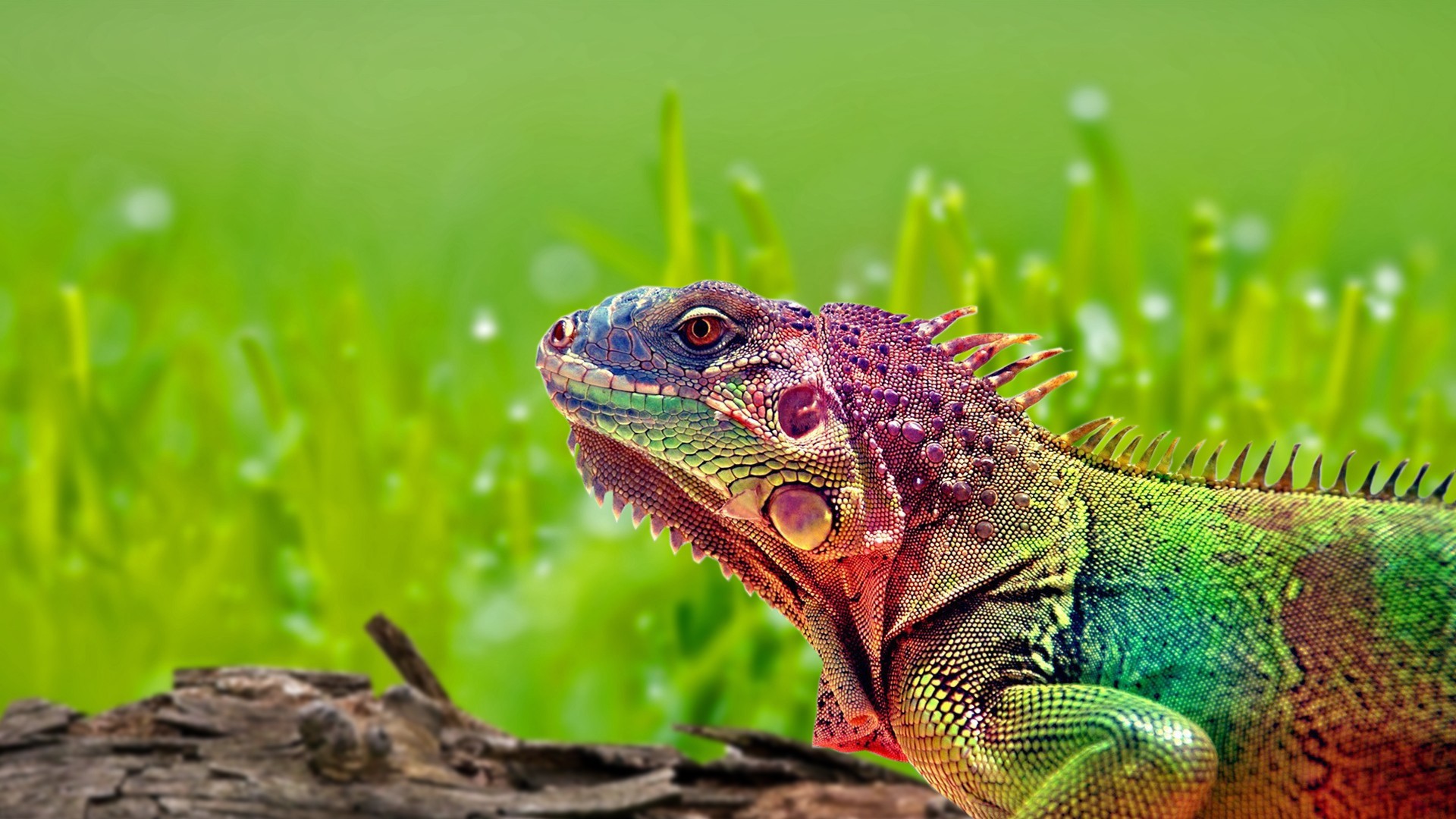 Colorful Lizard Wallpaper 31 - HD Wallpaper 