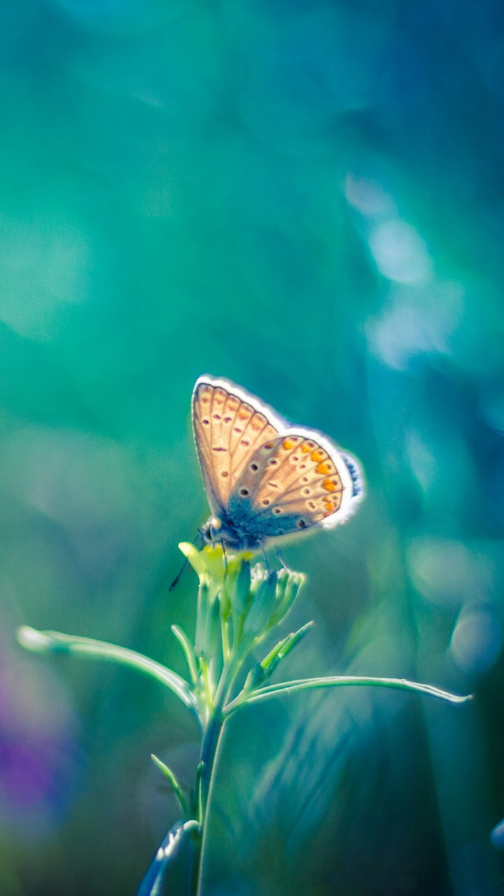 Butterfly Hd Wallpapers For Mobile Phones - HD Wallpaper 