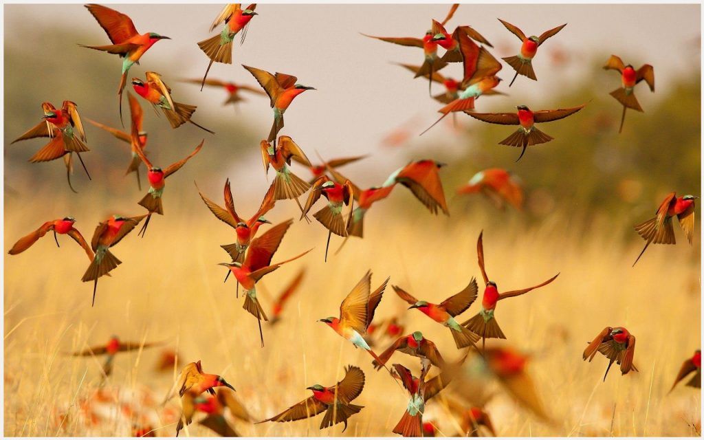 Flock Of Flying Birds - HD Wallpaper 