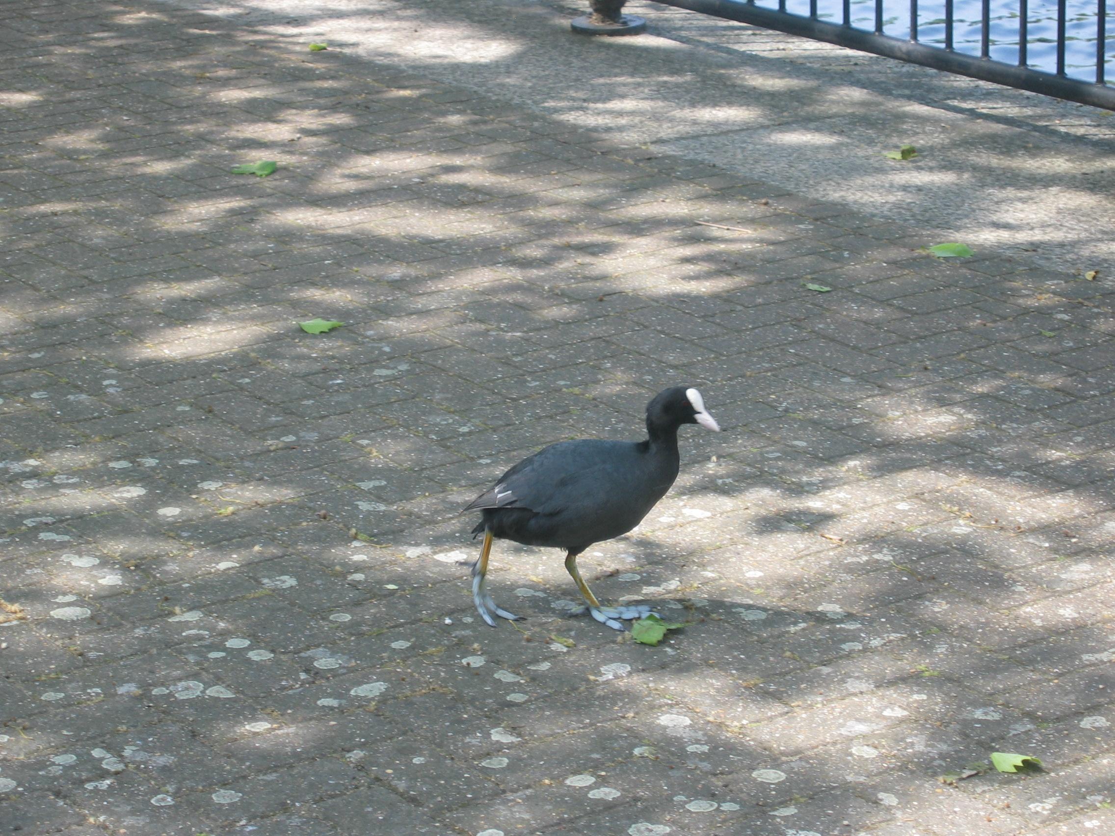 Bird On The Street Uk Vacation - Goose - HD Wallpaper 