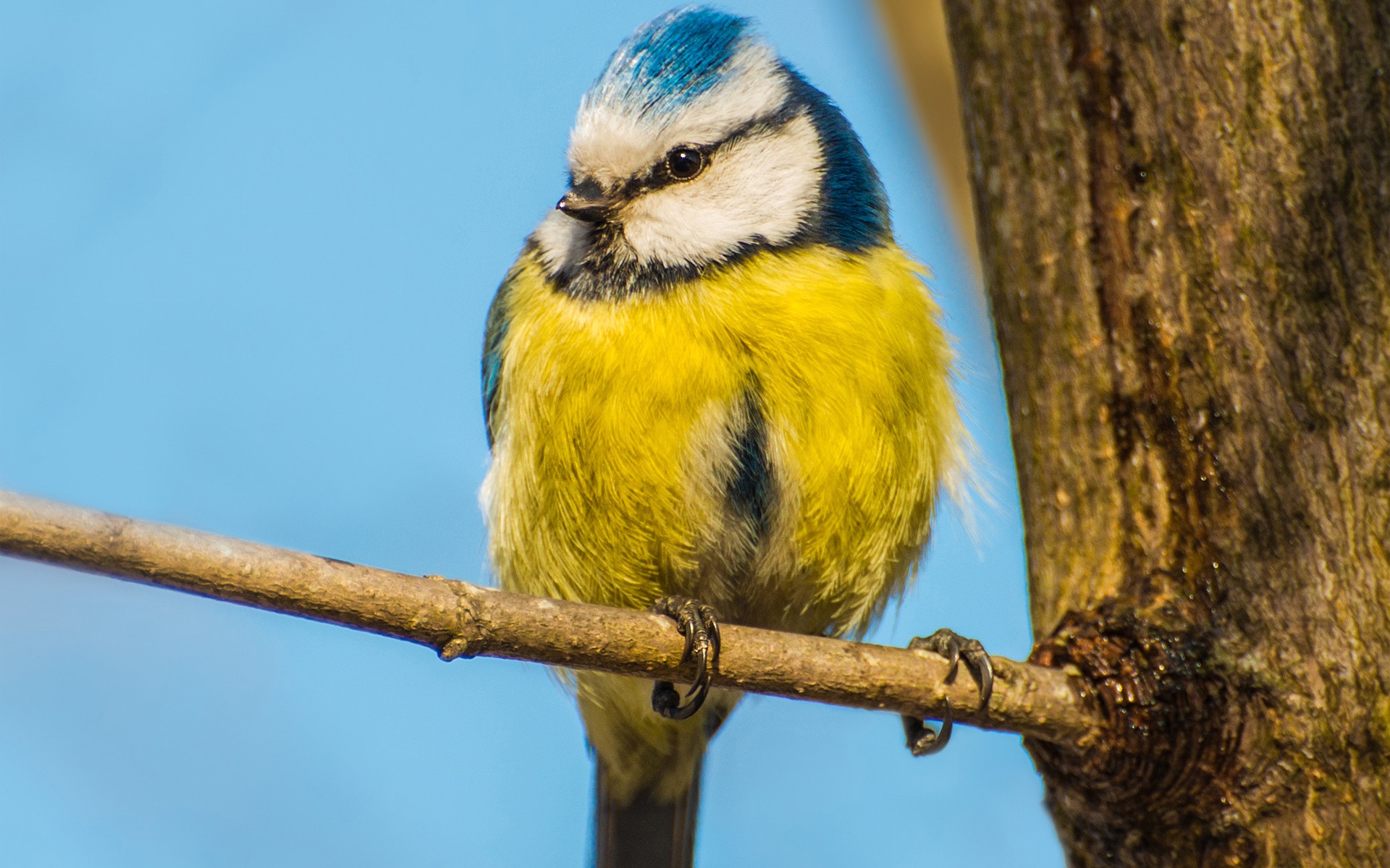 Wallpaper Bird, Yellow Blue Feather, Branch, Trunk - Blue White And Yellow Bird - HD Wallpaper 