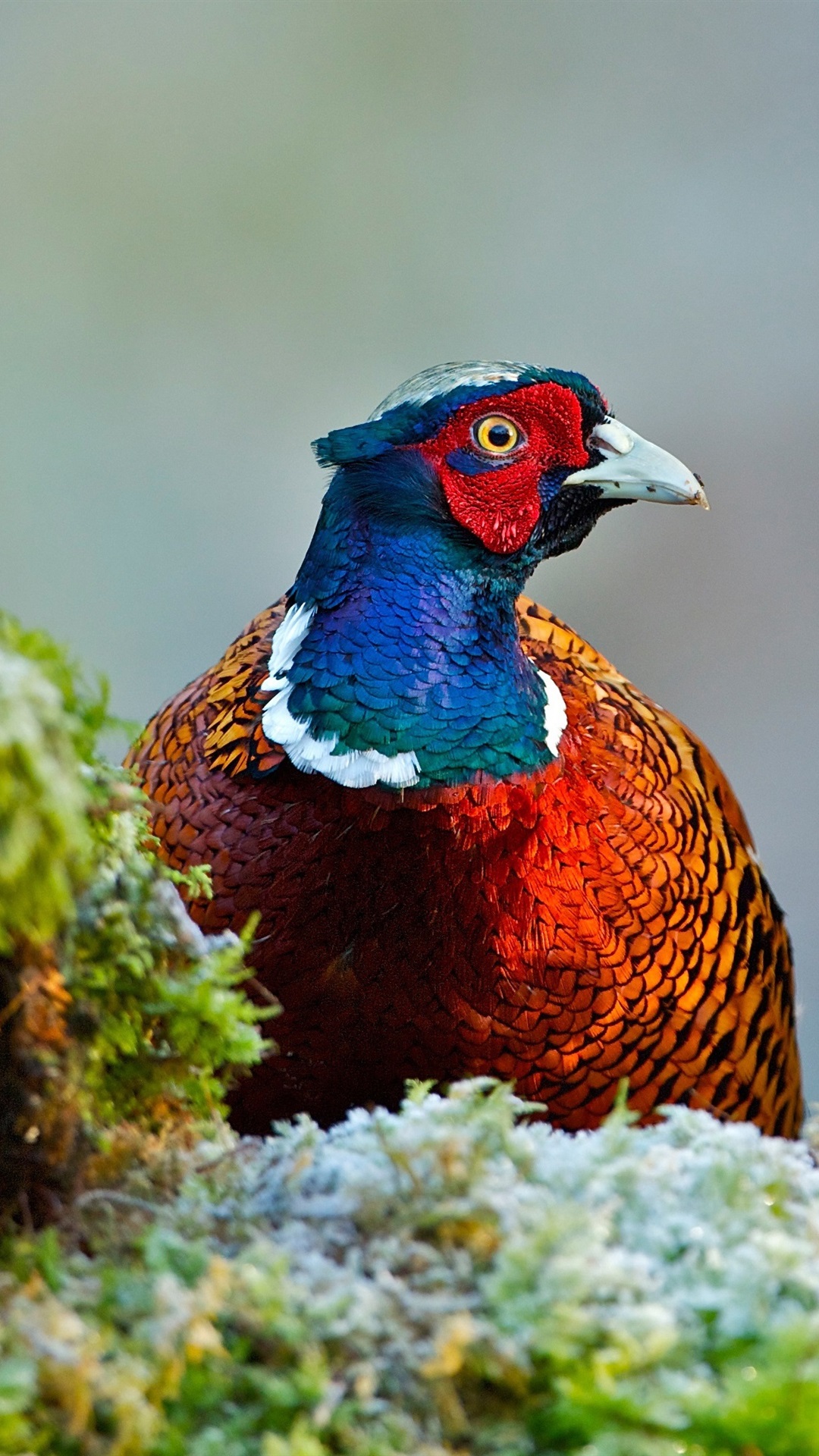 Pheasant Wallpaper Iphone - HD Wallpaper 