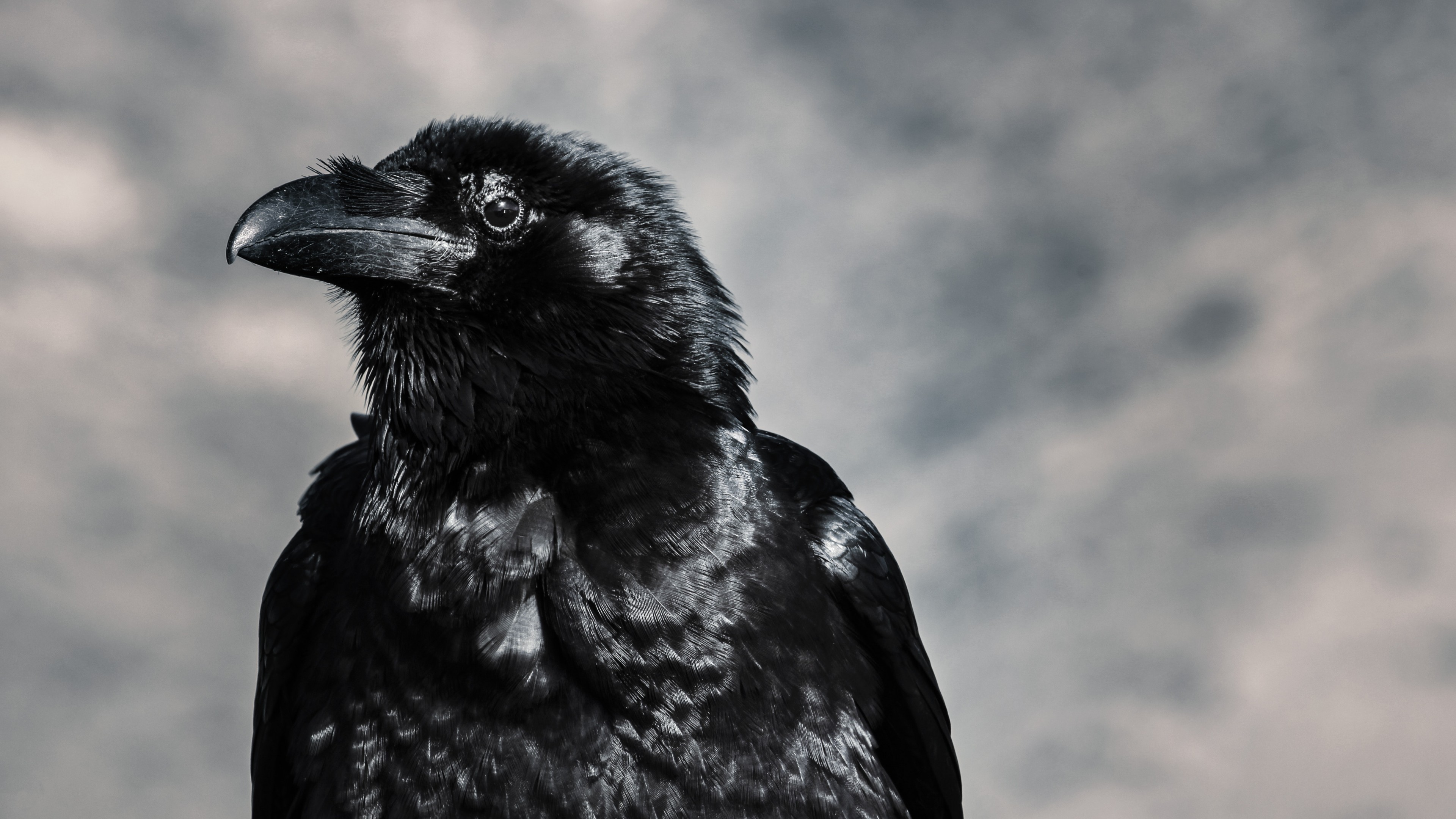 Raven, Black Birds - Raven Hd - HD Wallpaper 