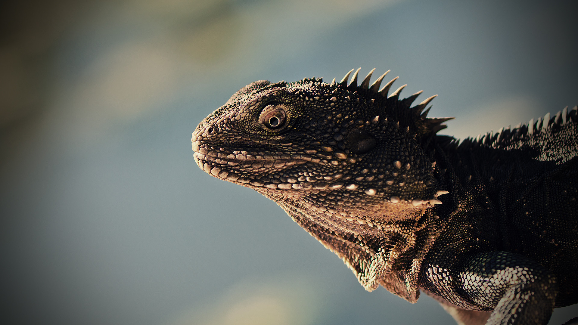 Lizard Wallpaper 4273 
 Data Src Most Popular Lizard - Lizard Desktop Background - HD Wallpaper 