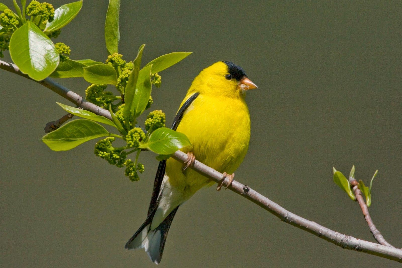 Desktop Wallpaper Bird Spring - HD Wallpaper 