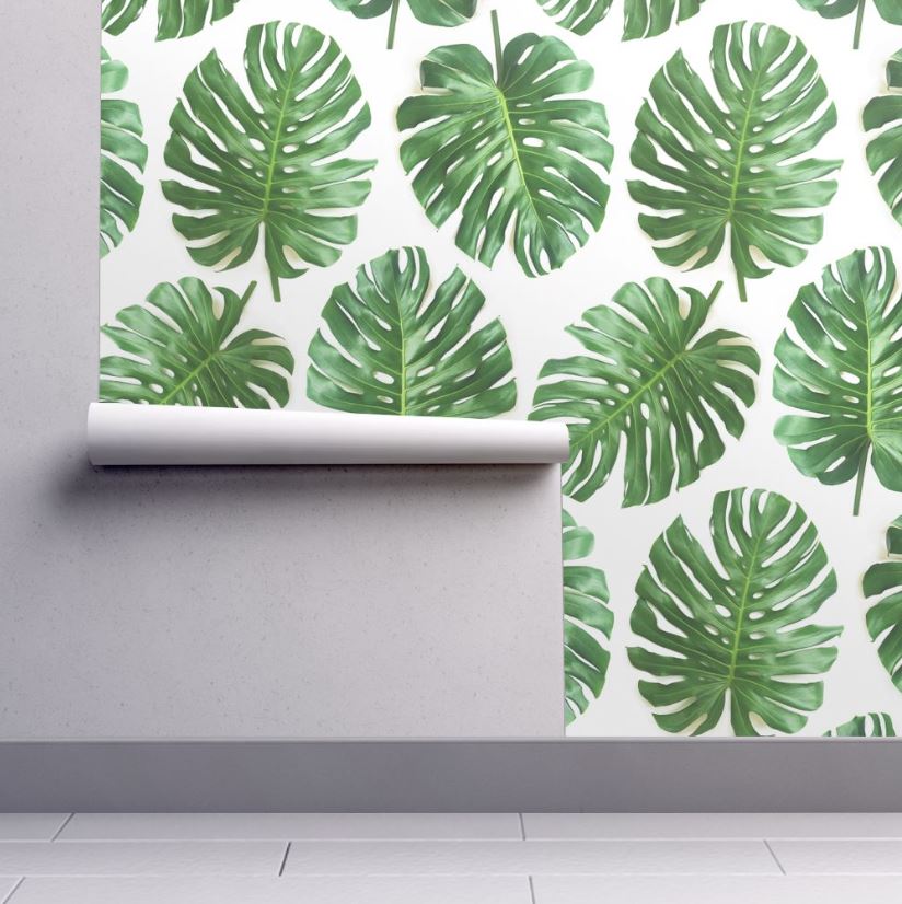 Swiss Cheese Plant - HD Wallpaper 