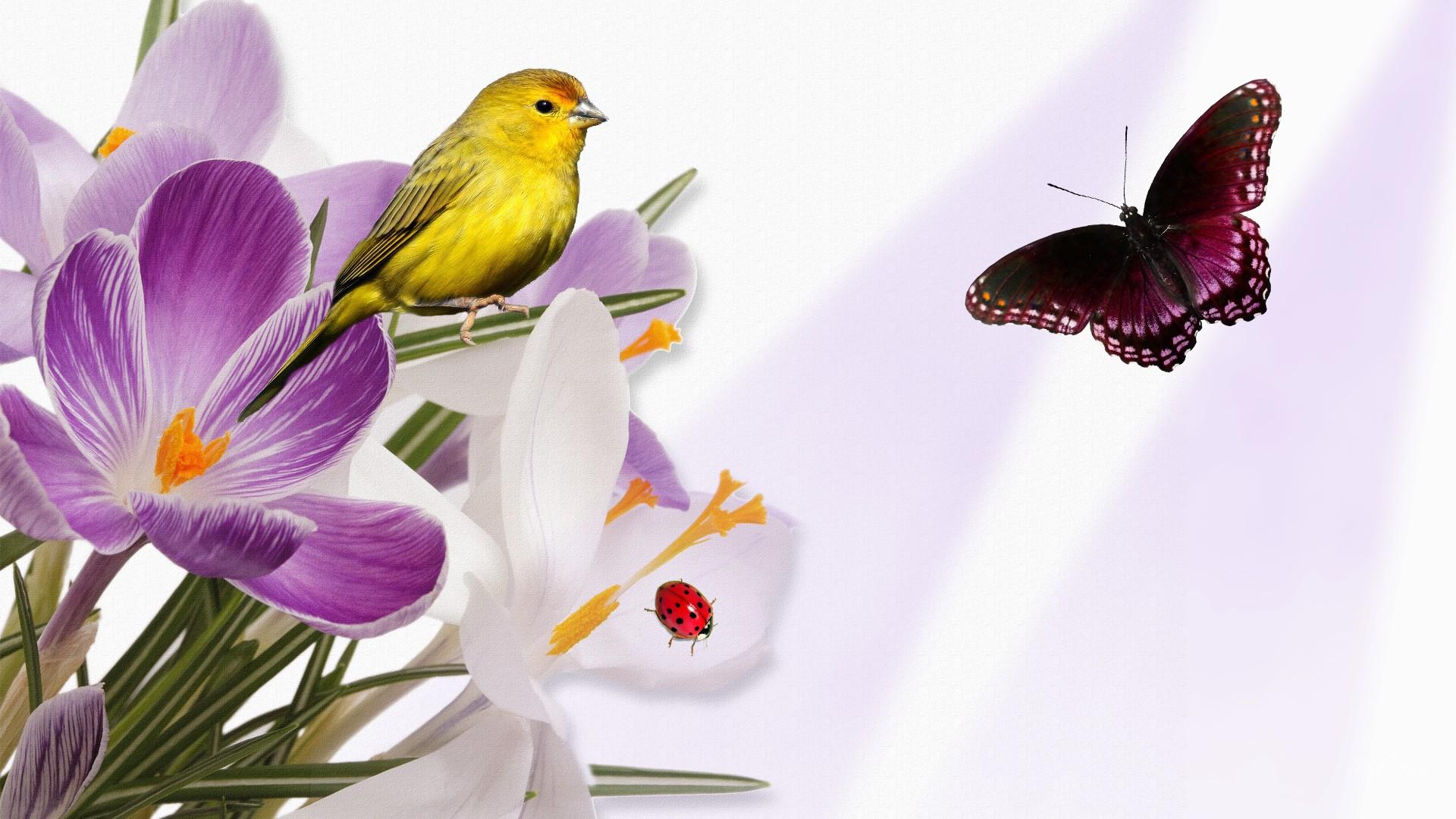 Bird Butterfly And Flowers - HD Wallpaper 