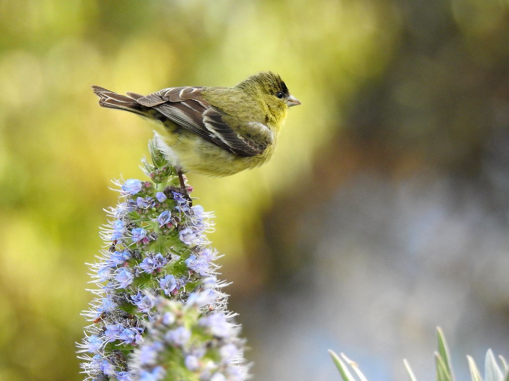 Finch - HD Wallpaper 