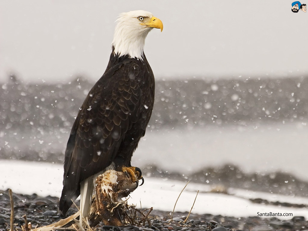 Eagle Wallpapers Hd - HD Wallpaper 