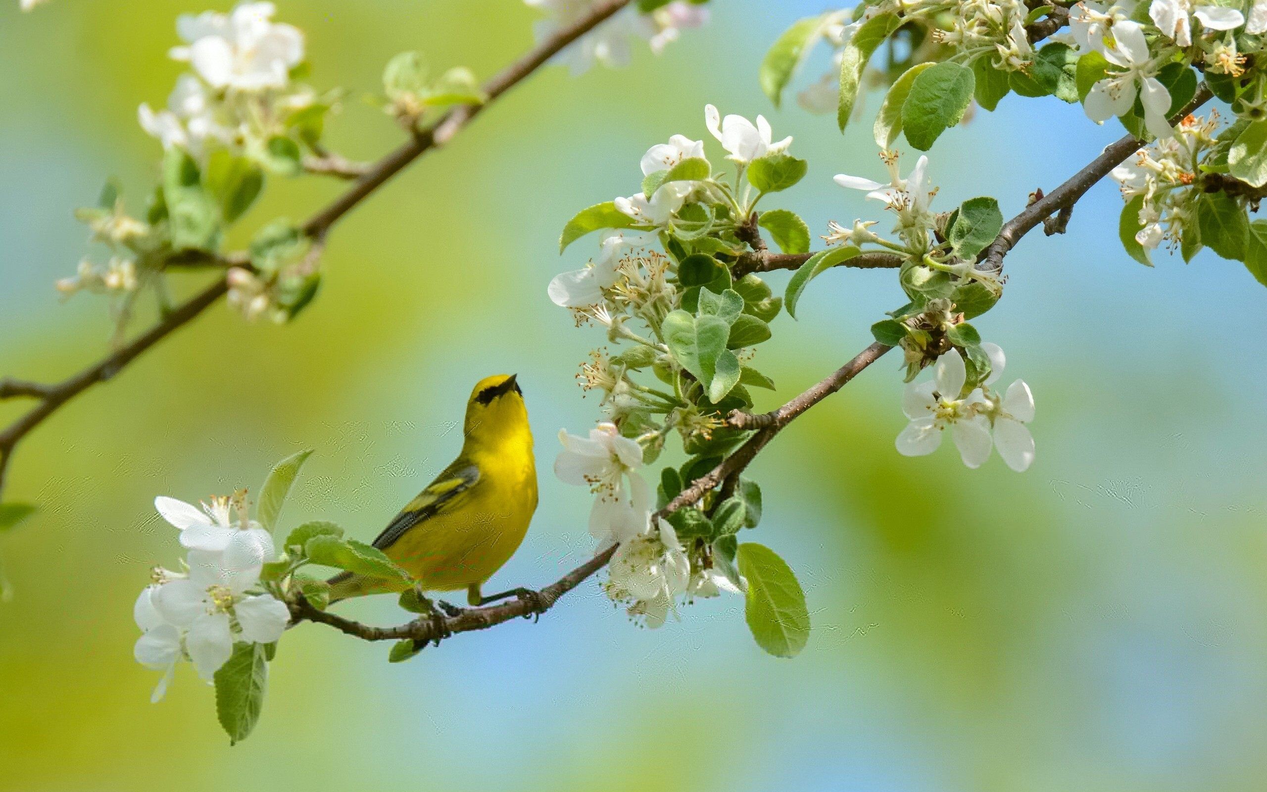Yellow Bird On Flower Branch Wallpaper - Yellow Flowers And Bird - HD Wallpaper 