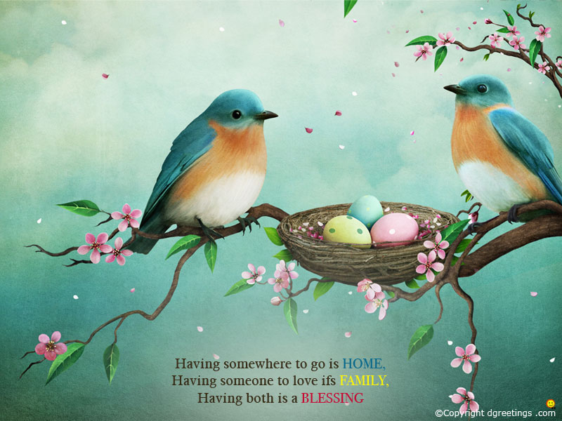Two Blue Birds In A Nest - HD Wallpaper 
