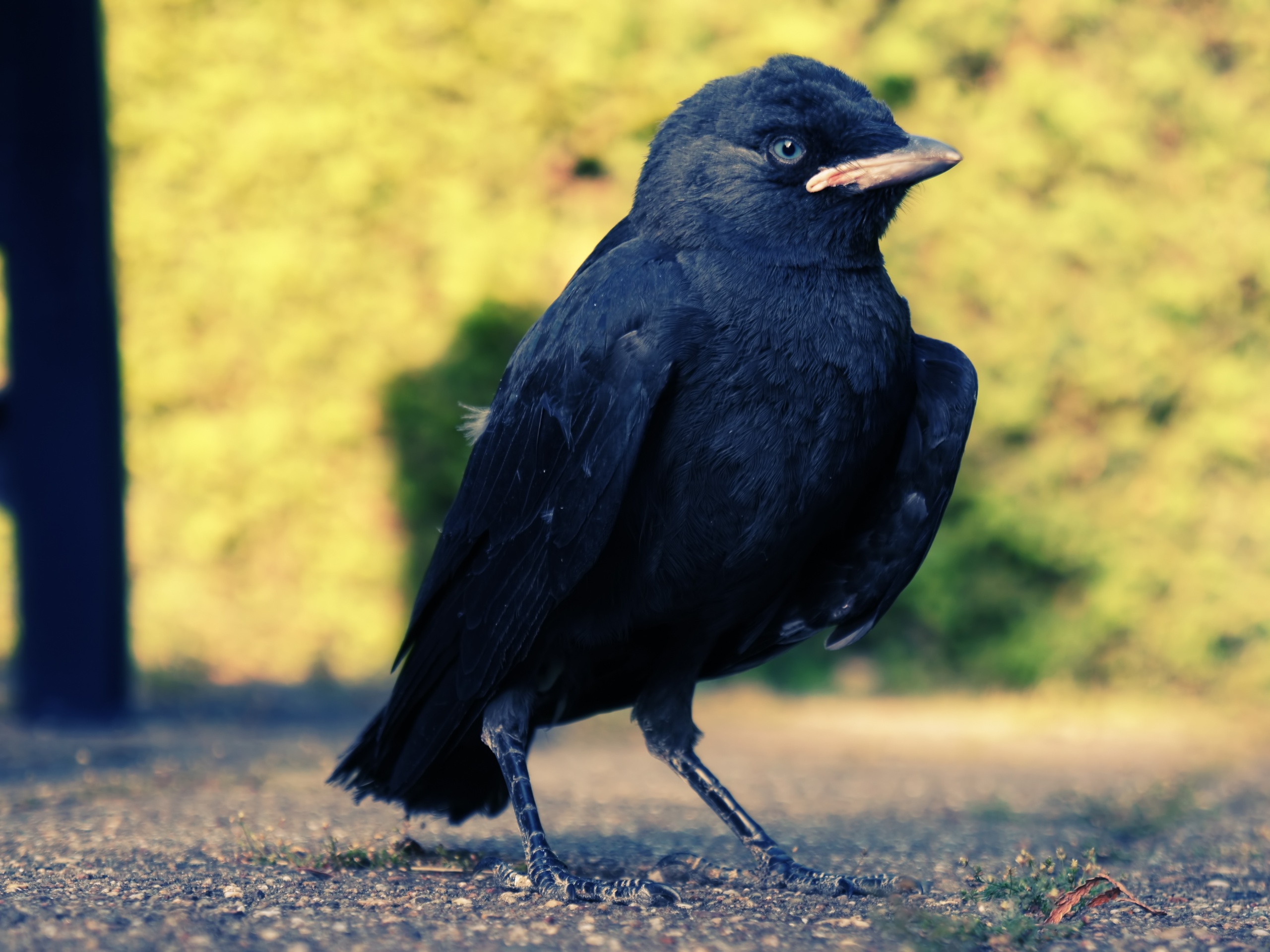 Small Black Bird Pakistan - HD Wallpaper 