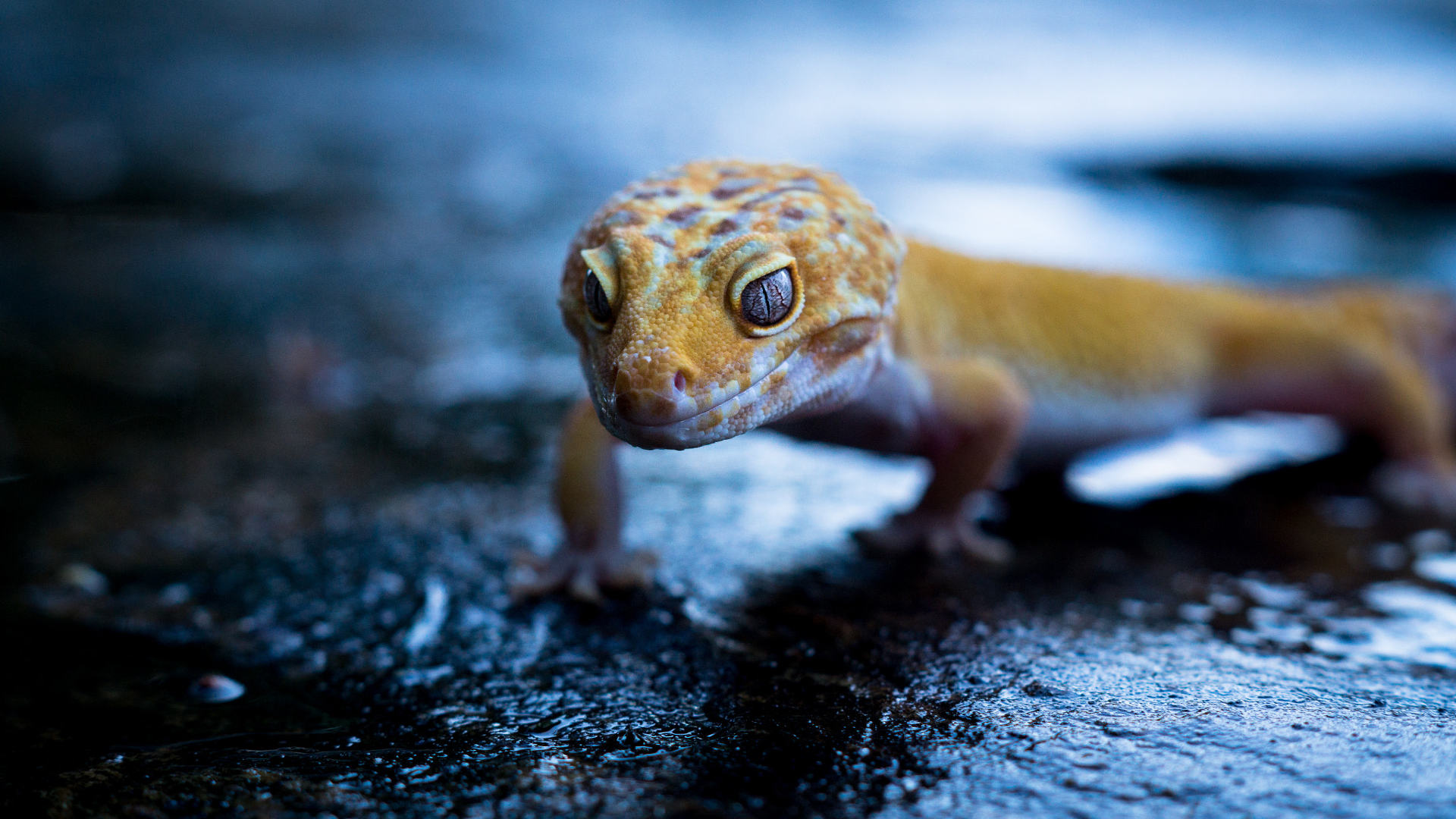 Iphone Galaxy Leopard Gecko - HD Wallpaper 