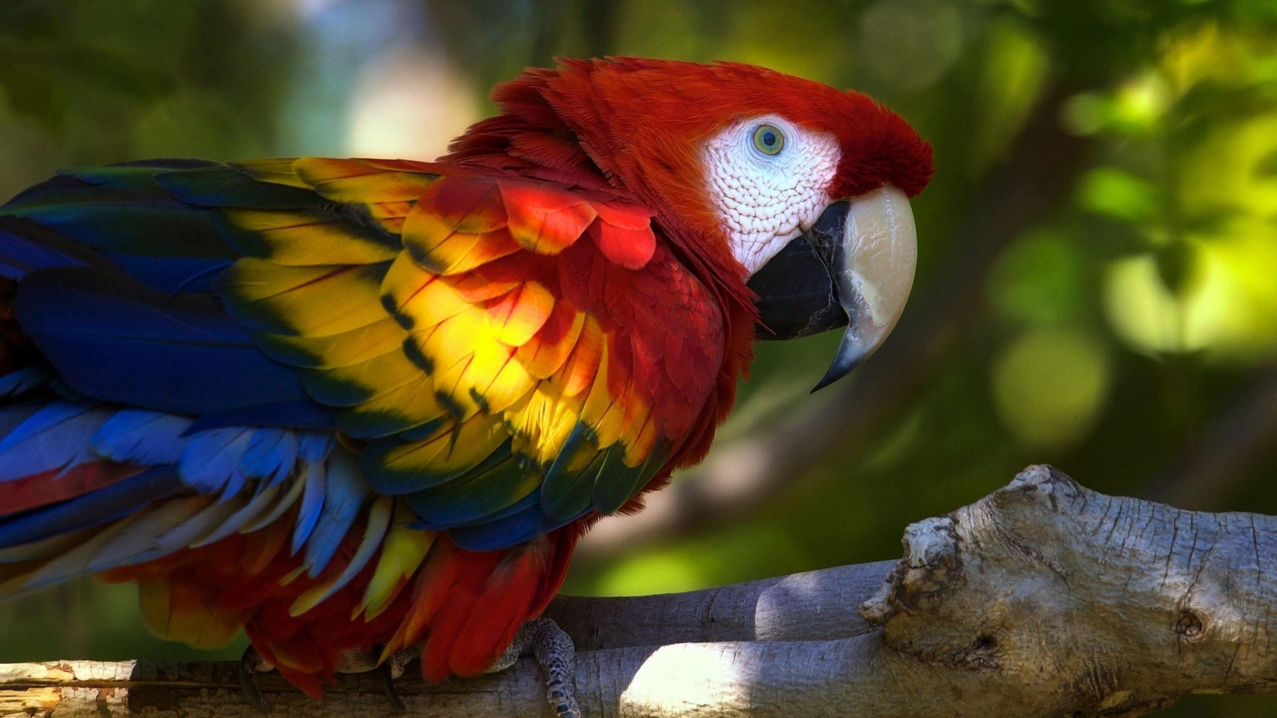 Bird That Has Blue And Red And Yellow - HD Wallpaper 