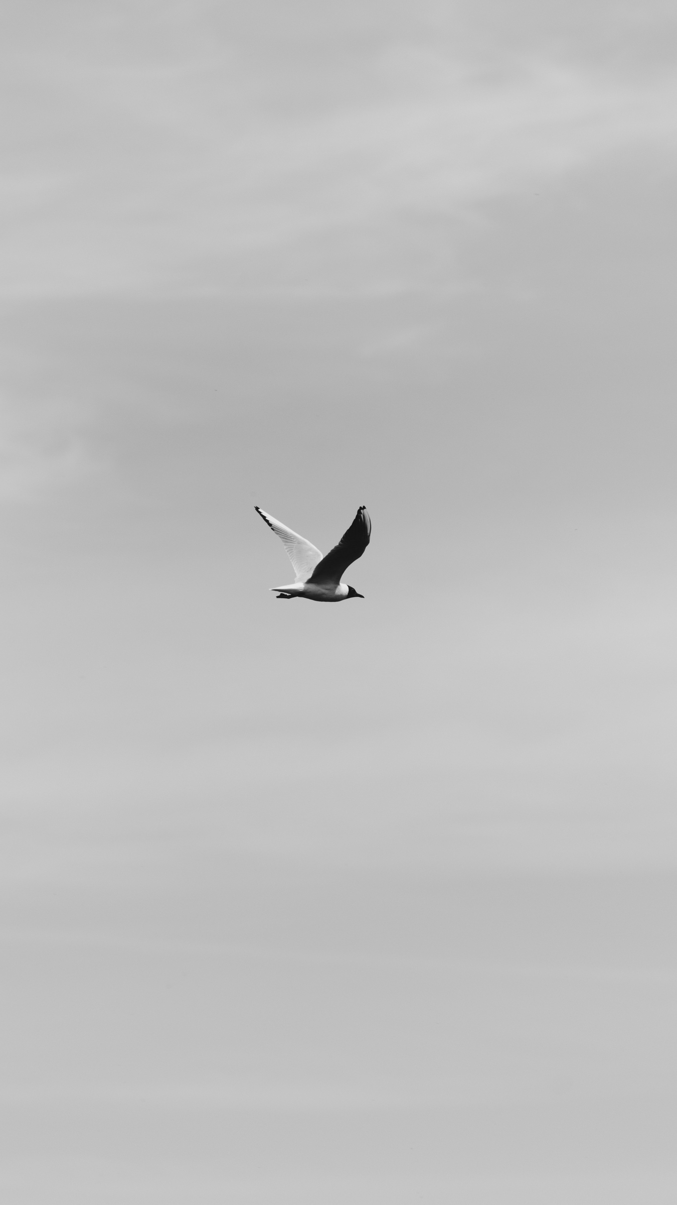 Wallpaper Bird, Flight, Bw, Sky - Flying Bird Wallpaper Iphone - HD Wallpaper 