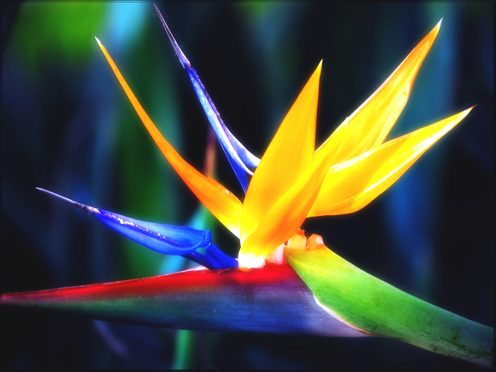 Birds Of Paradise Wallpaper - Bird Of Paradise Flower Best - HD Wallpaper 