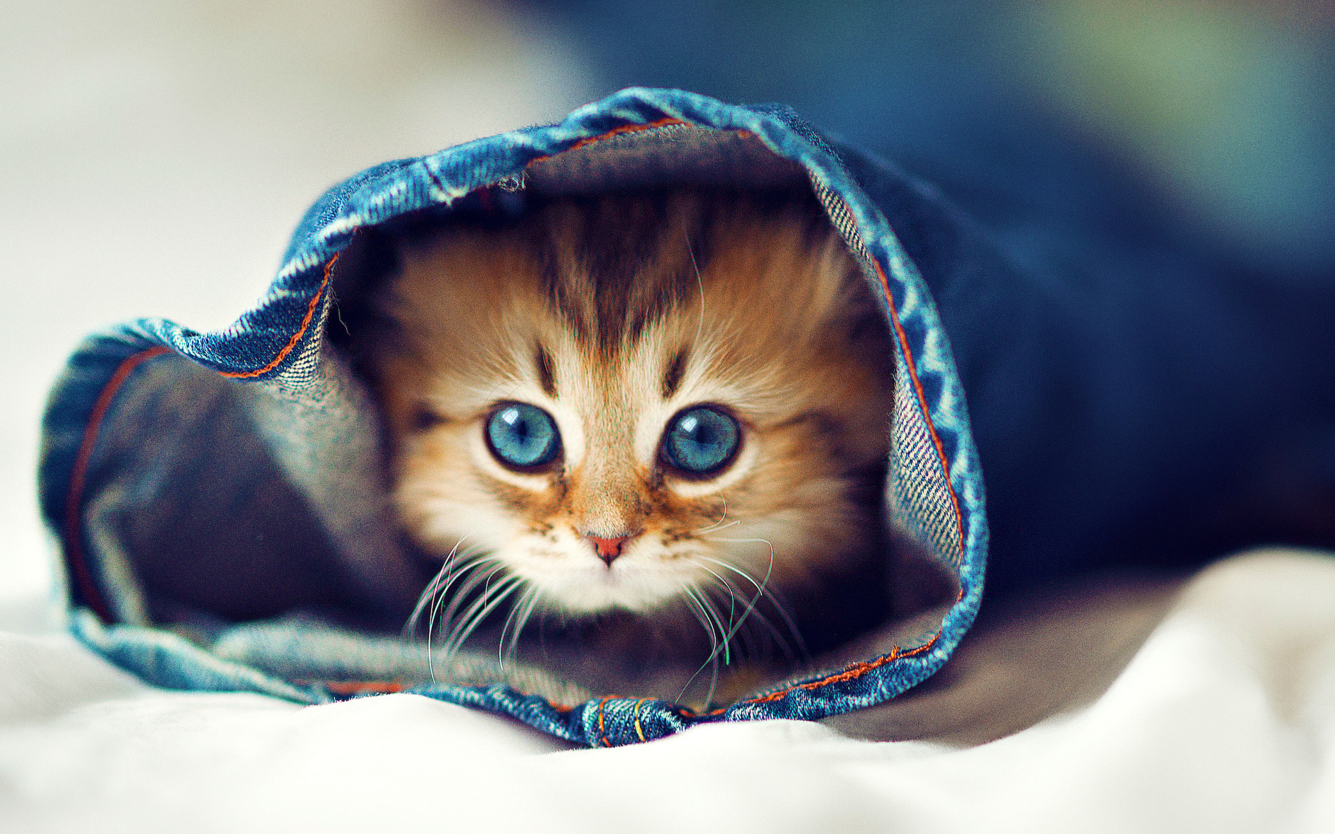 Cat, Cute, And Animal Image - Hd Wallpapers For Desktop - HD Wallpaper 