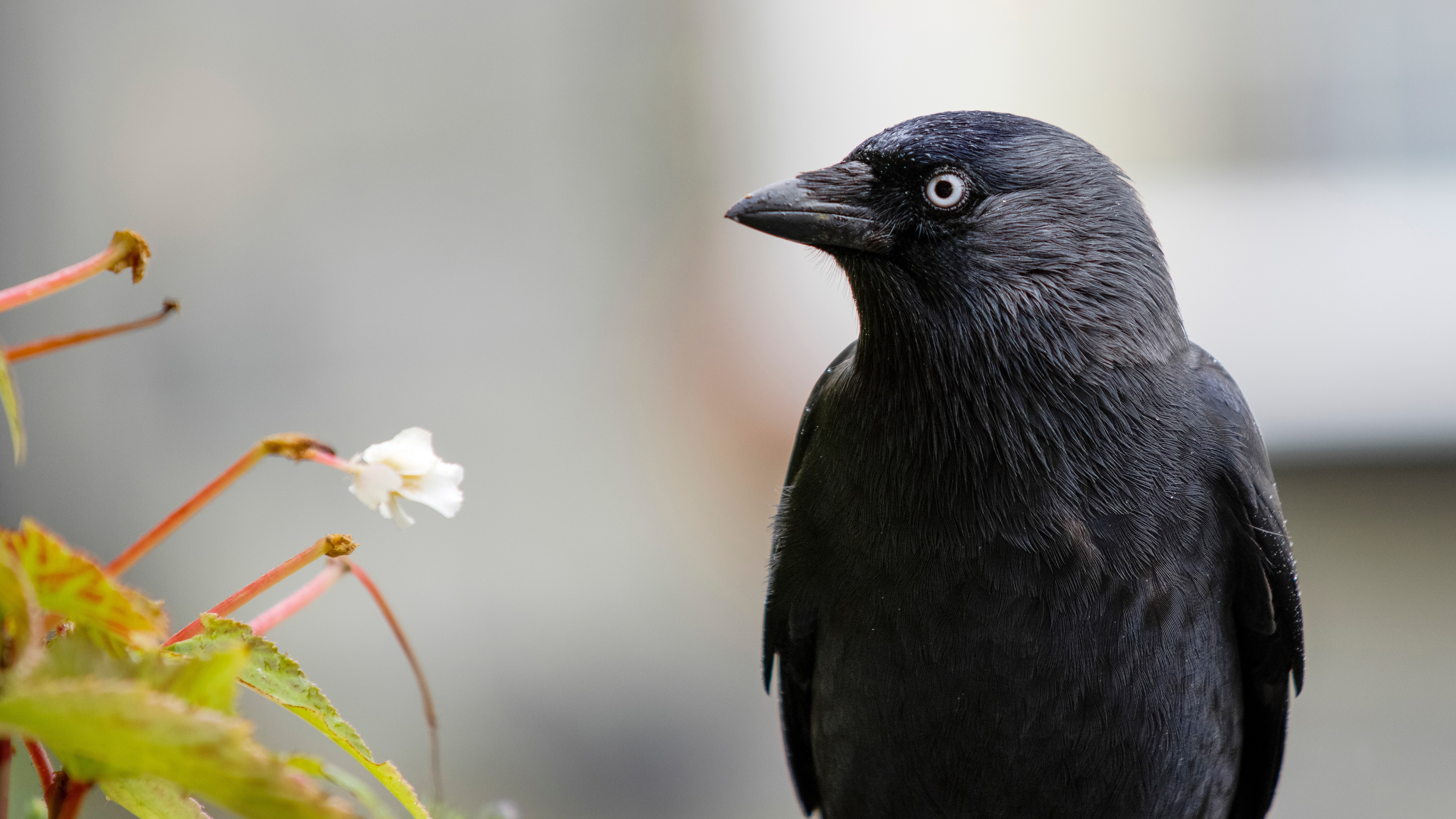 Wallpaper Raven, Black Feather Bird, Flower - Raven 4k - HD Wallpaper 