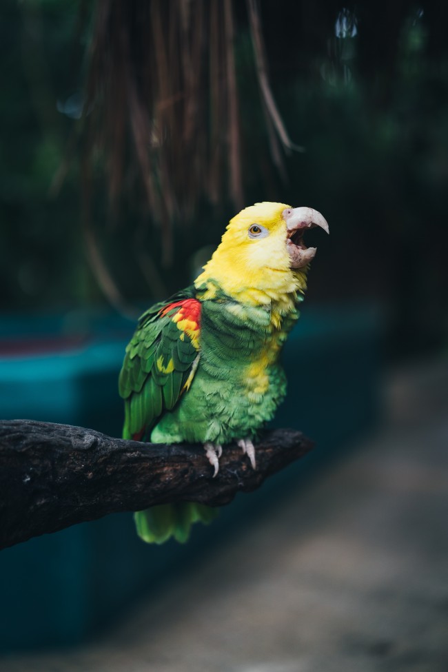 Parrot, Yellow-headed Amazon, Bird, Scream, Green - Yellow Headed Amazon - HD Wallpaper 