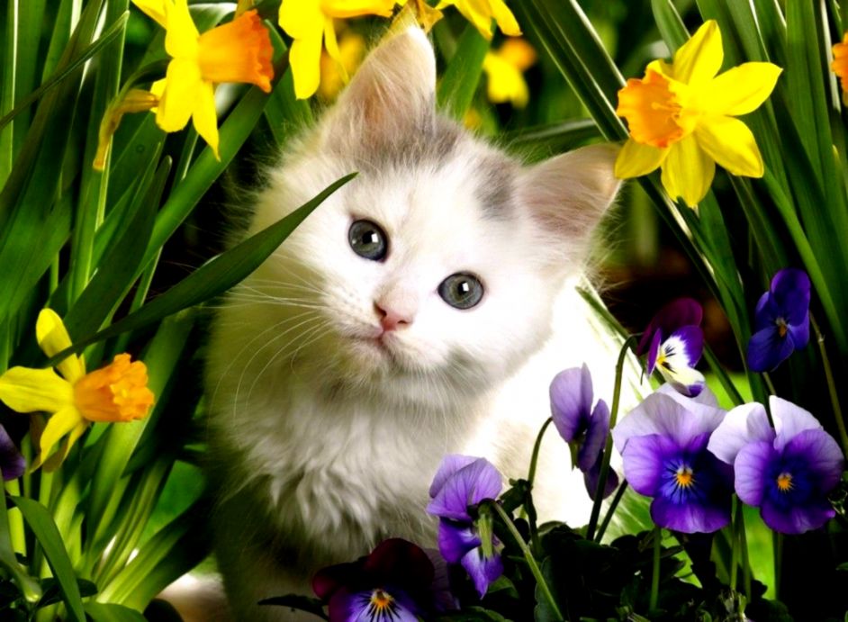 Cute Animal Wallpapers Hd Hd Wallpaper - Animal Wallpaper Desktop Background - 942x691 Wallpaper Cute Animal Wallpapers Hd Hd Wallpaper - Animal Wallpaper Desktop Background - 942x691 Wallpaper