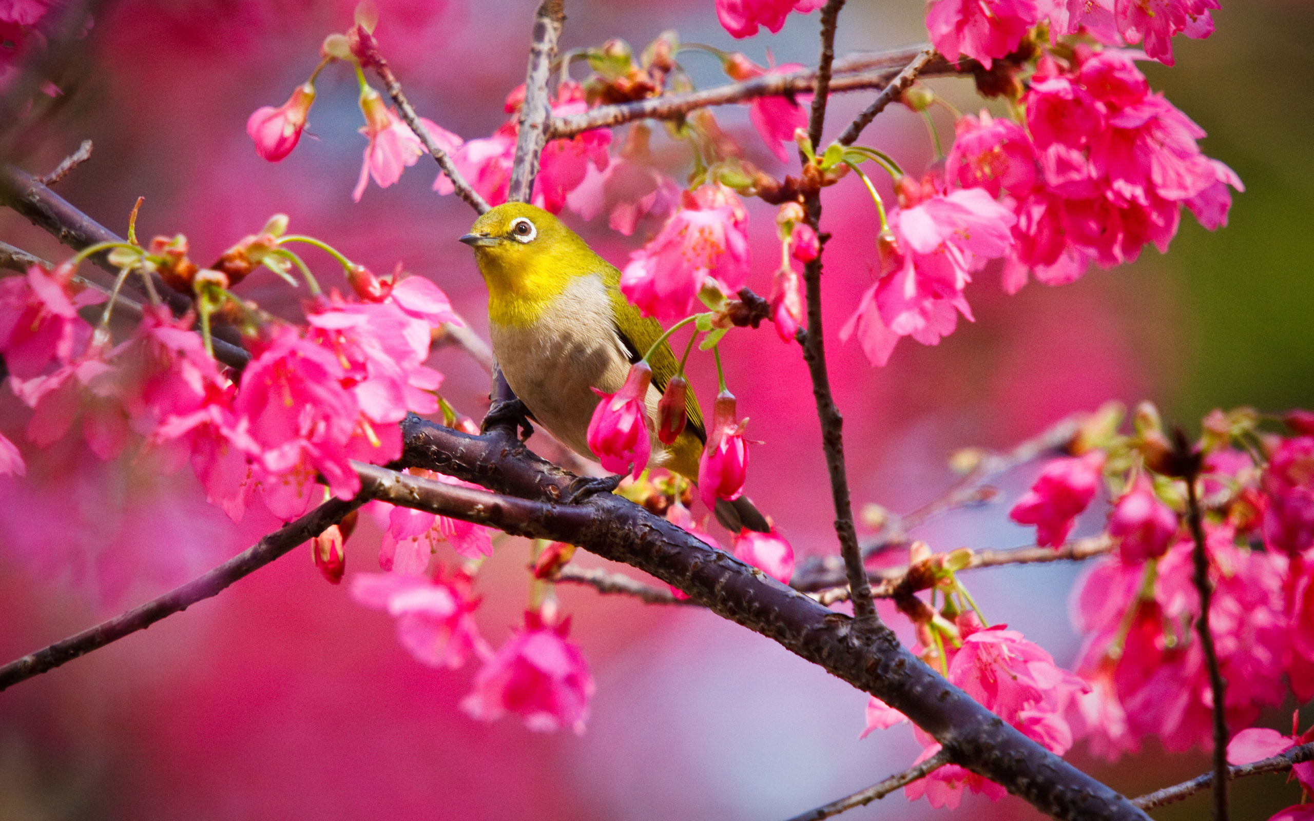 Mountain Cherry Bird - Flowers Birds And Trees - HD Wallpaper 
