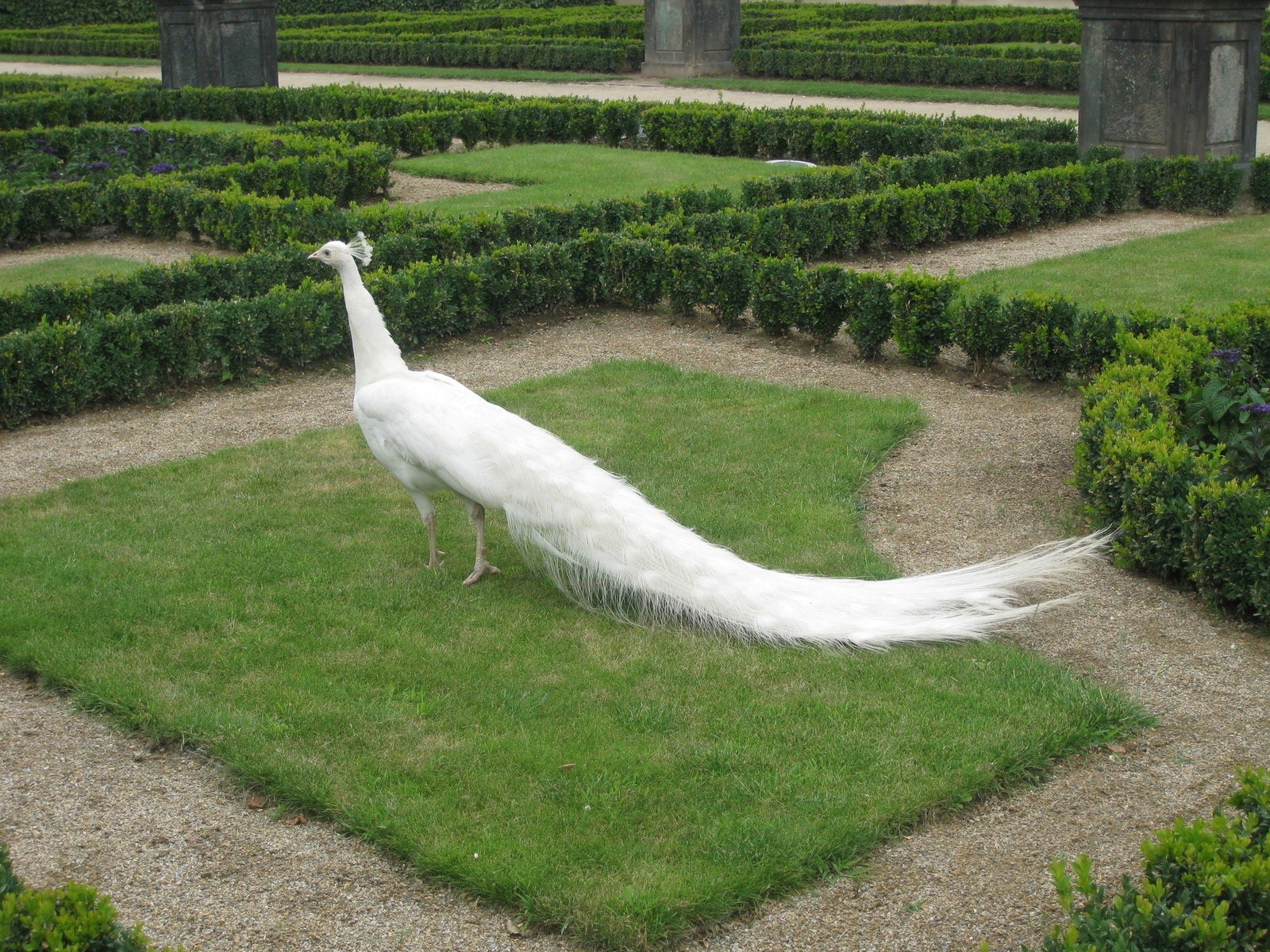 Beautiful White Peacock In Garden Hd Bird Wallpapers - Peafowl - HD Wallpaper 