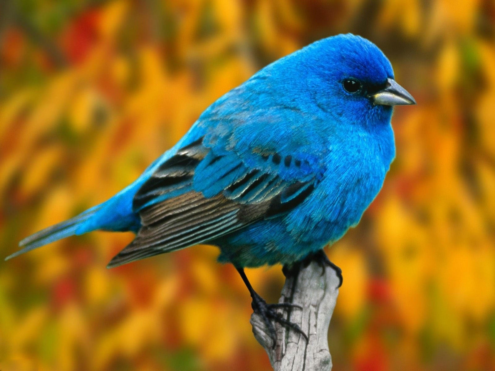 Birds Hd Wallpapers For Mobiles - HD Wallpaper 