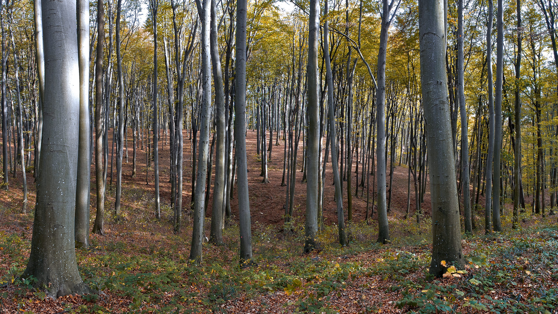 Forest On The Hill Of Croatian Bilogora In Late Autumn - Grove - HD Wallpaper 