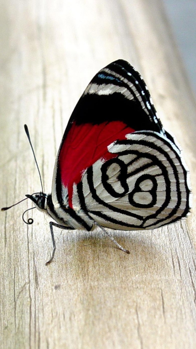 Butterfly Wallpaper Hd For Mobile - 640x1136 Wallpaper 