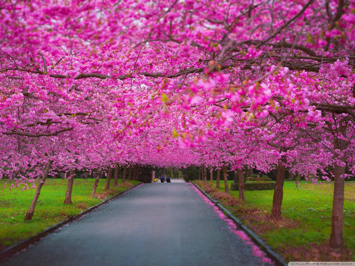 Spring Nature Wallpapers - HD Wallpaper 