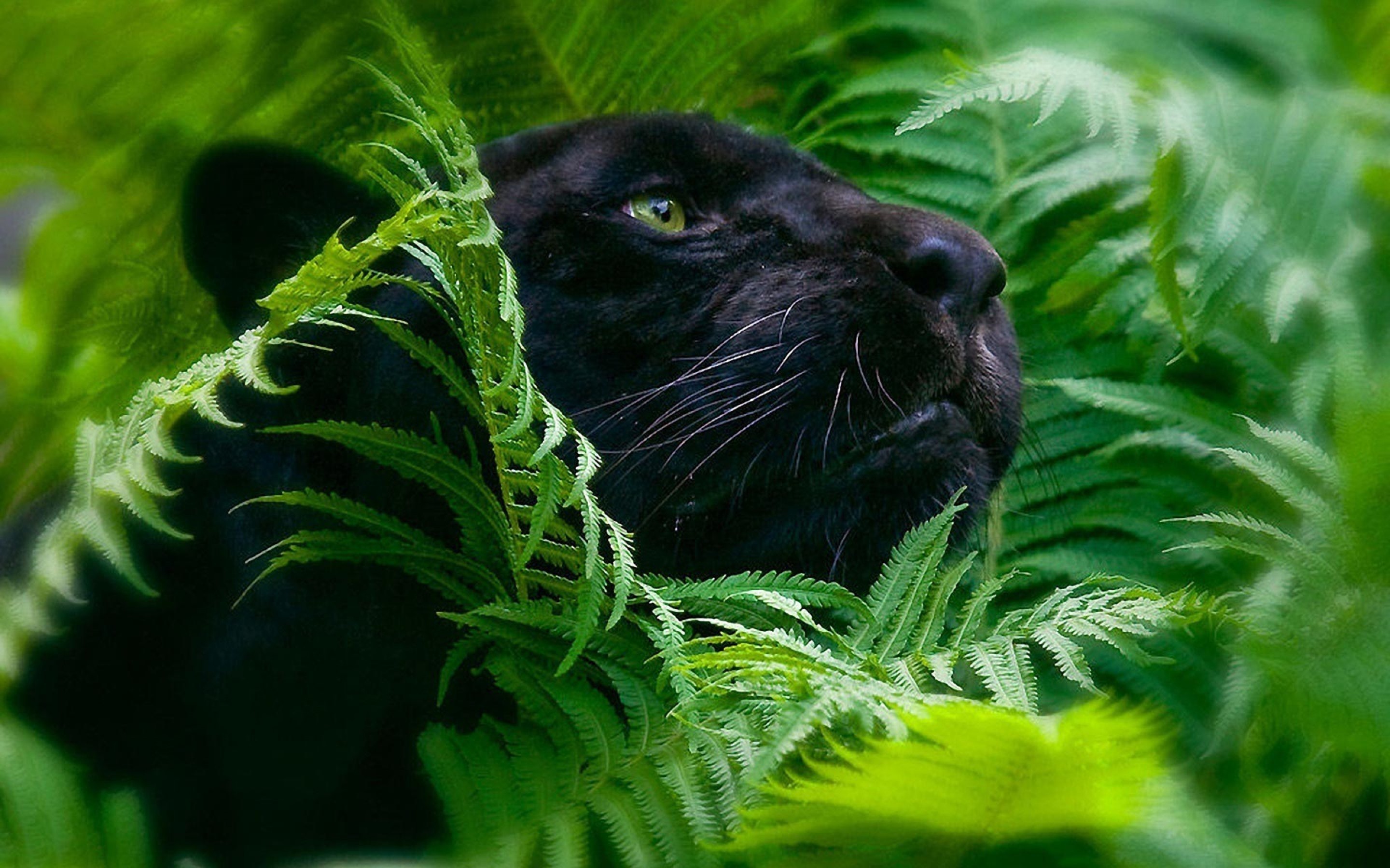 Black Panther Animal Desktop Wallpaper - Black Panther In Leaves -  2880x1800 Wallpaper 