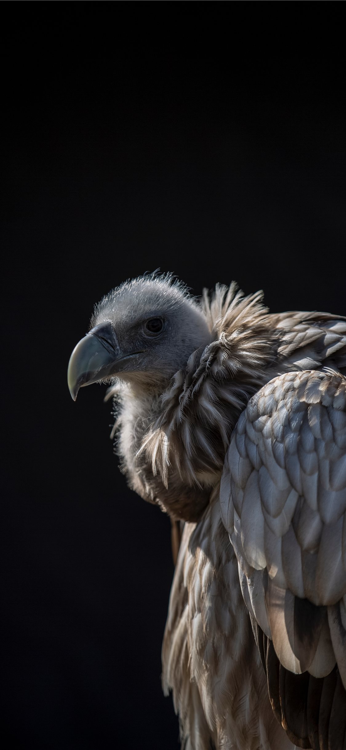 Vulture Iphone Backgrounds - HD Wallpaper 